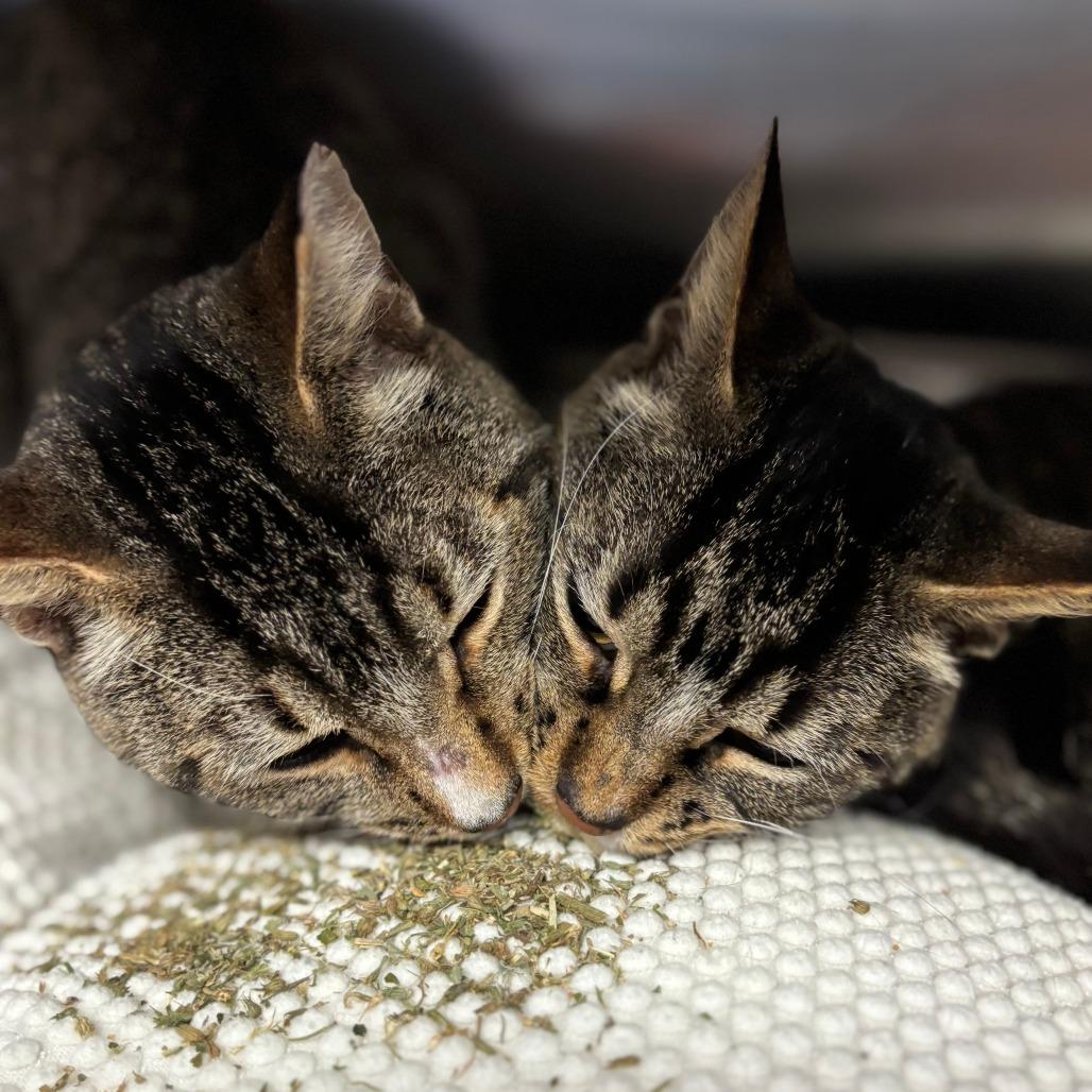 Enlarge Camouflage--In Foster, a Adoptable Domestic Short Hair in Fargo, ND image 5/6