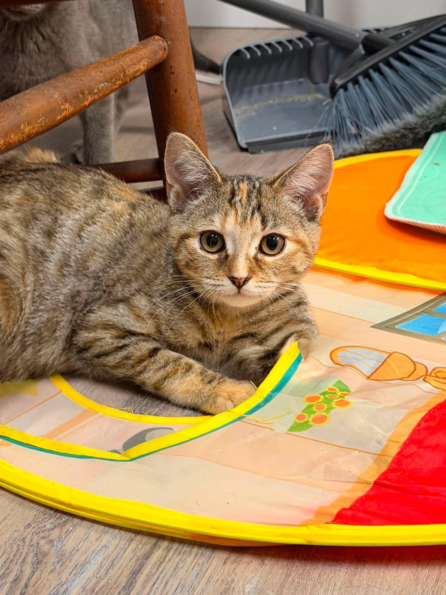 Taylor, an adopted Torbie in Fulton, NY image 3/3