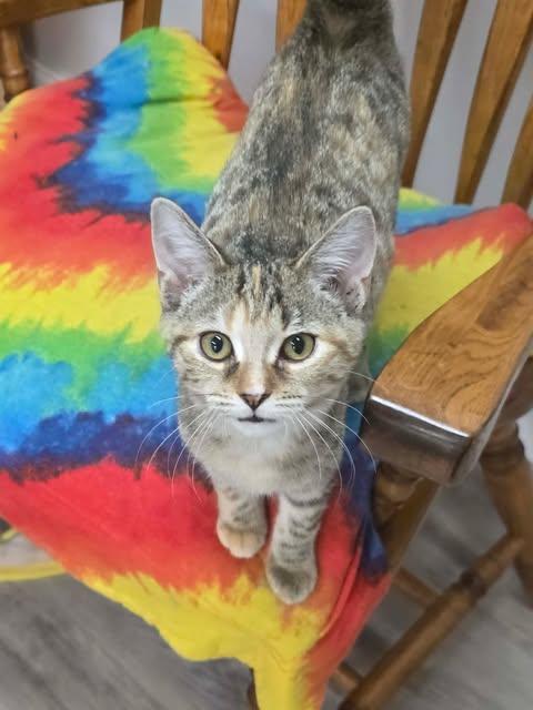 Taylor, an adopted Torbie in Fulton, NY image 2/3