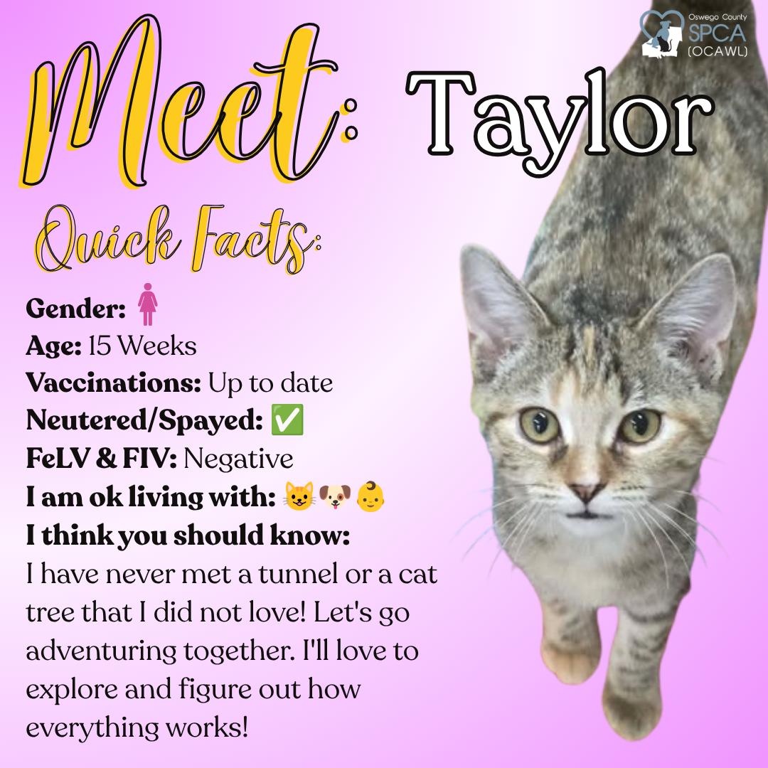 Taylor, adopted, Young Female Torbie.