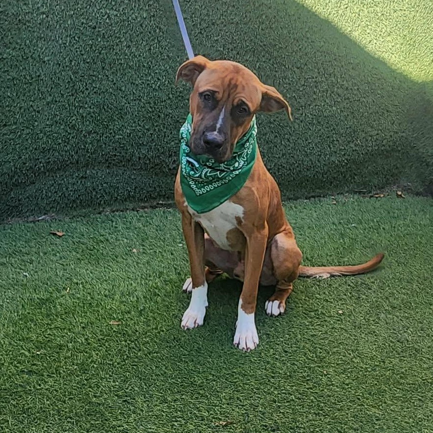 Scampi — thumbnail 5