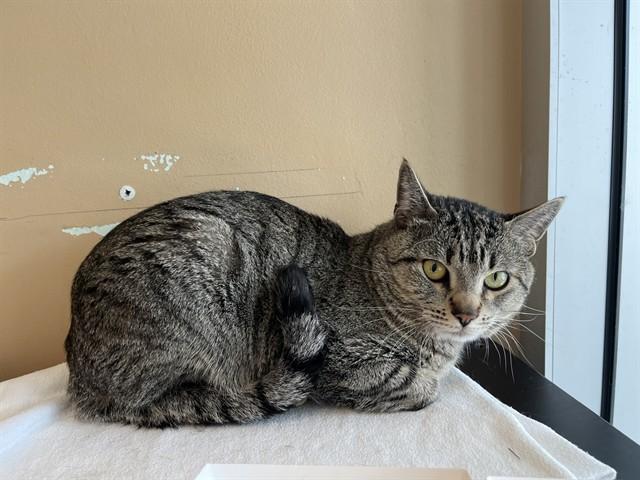 Enlarge NIMBUS, a Adoptable Domestic Short Hair in Palo Alto, CA image 1/1