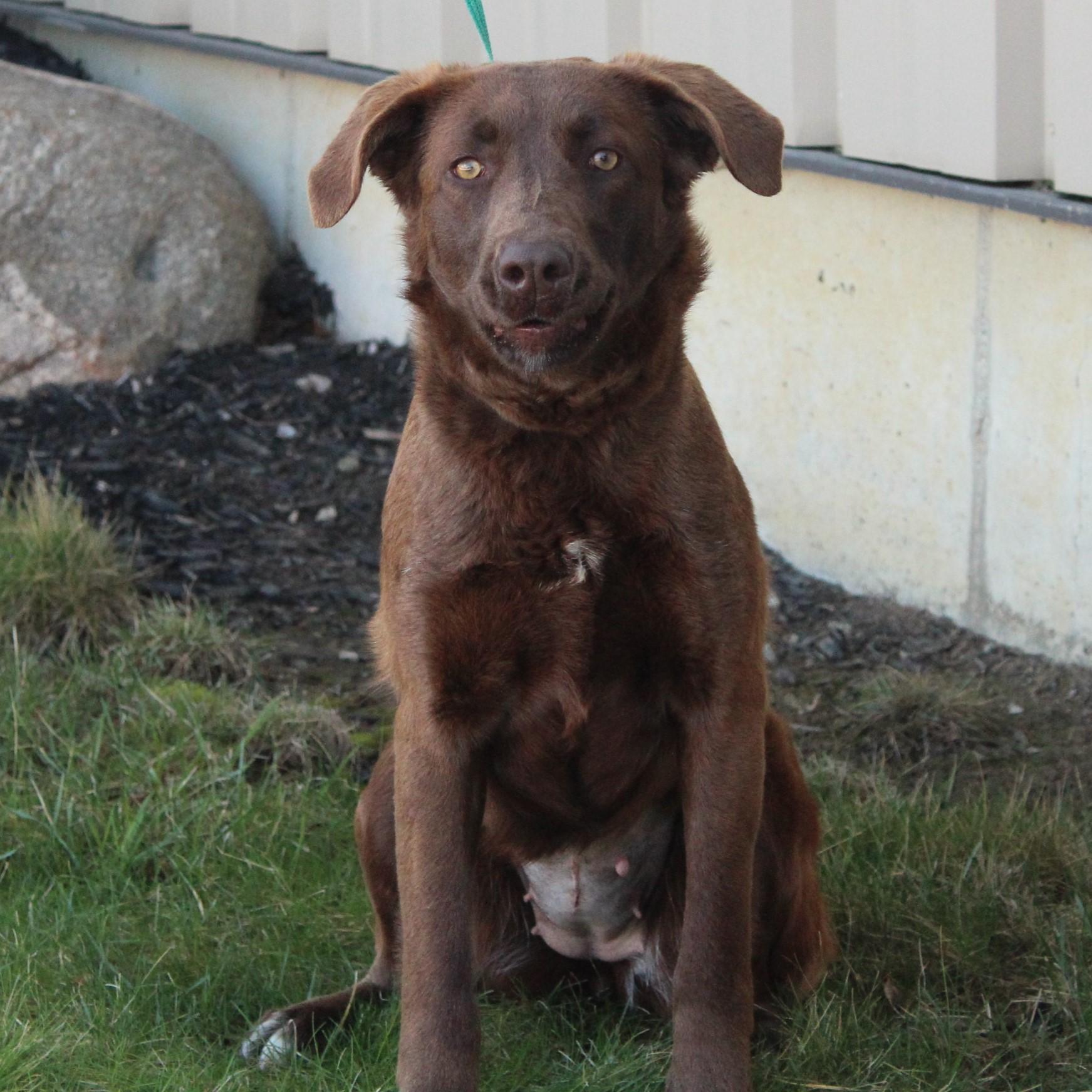 Enlarge Sissy, a Adoptable mixed breed in Eaton, OH image 1/6