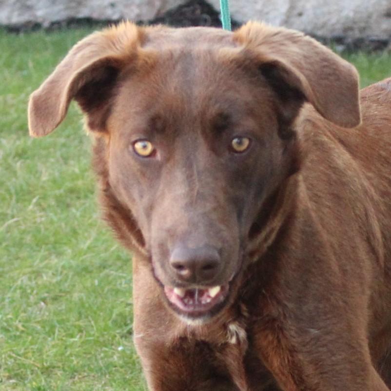 Enlarge Sissy, a Adoptable mixed breed in Eaton, OH image 2/6