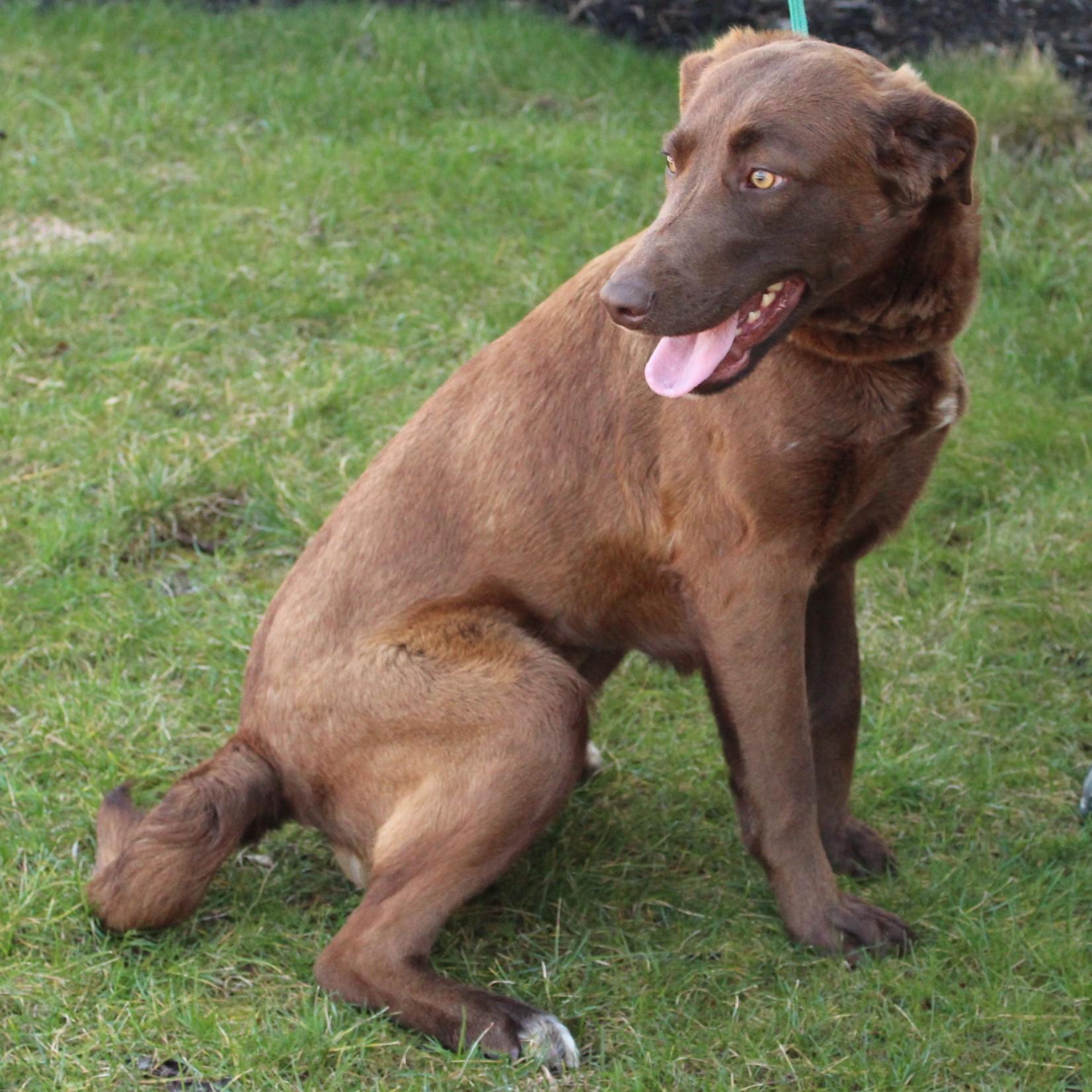 Enlarge Sissy, a Adoptable mixed breed in Eaton, OH image 3/6