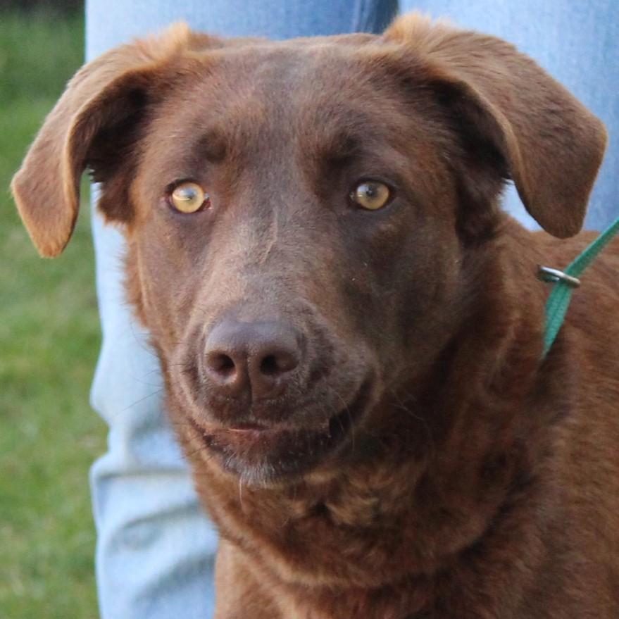 Sissy, Adoptable, Young Female Chocolate Labrador Retriever & Chesapeake Bay Retriever.