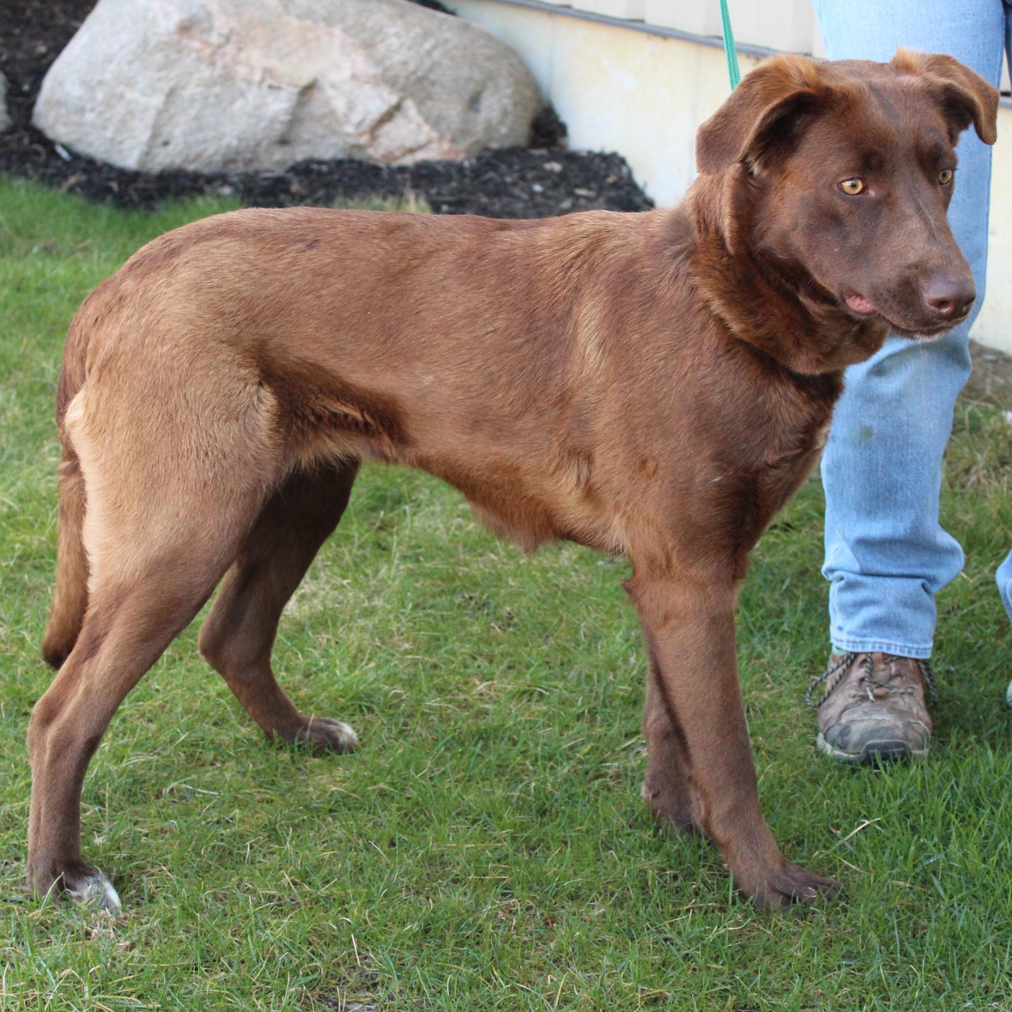 Sissy, Adoptable, Young Female Chocolate Labrador Retriever & Chesapeake Bay Retriever.