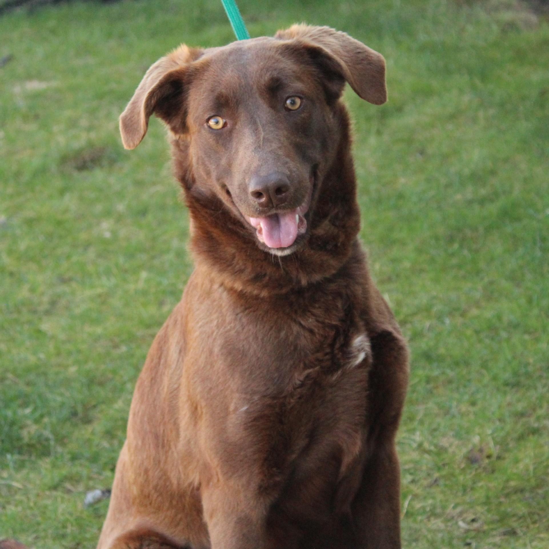 Enlarge Sissy, a Adoptable mixed breed in Eaton, OH image 6/6