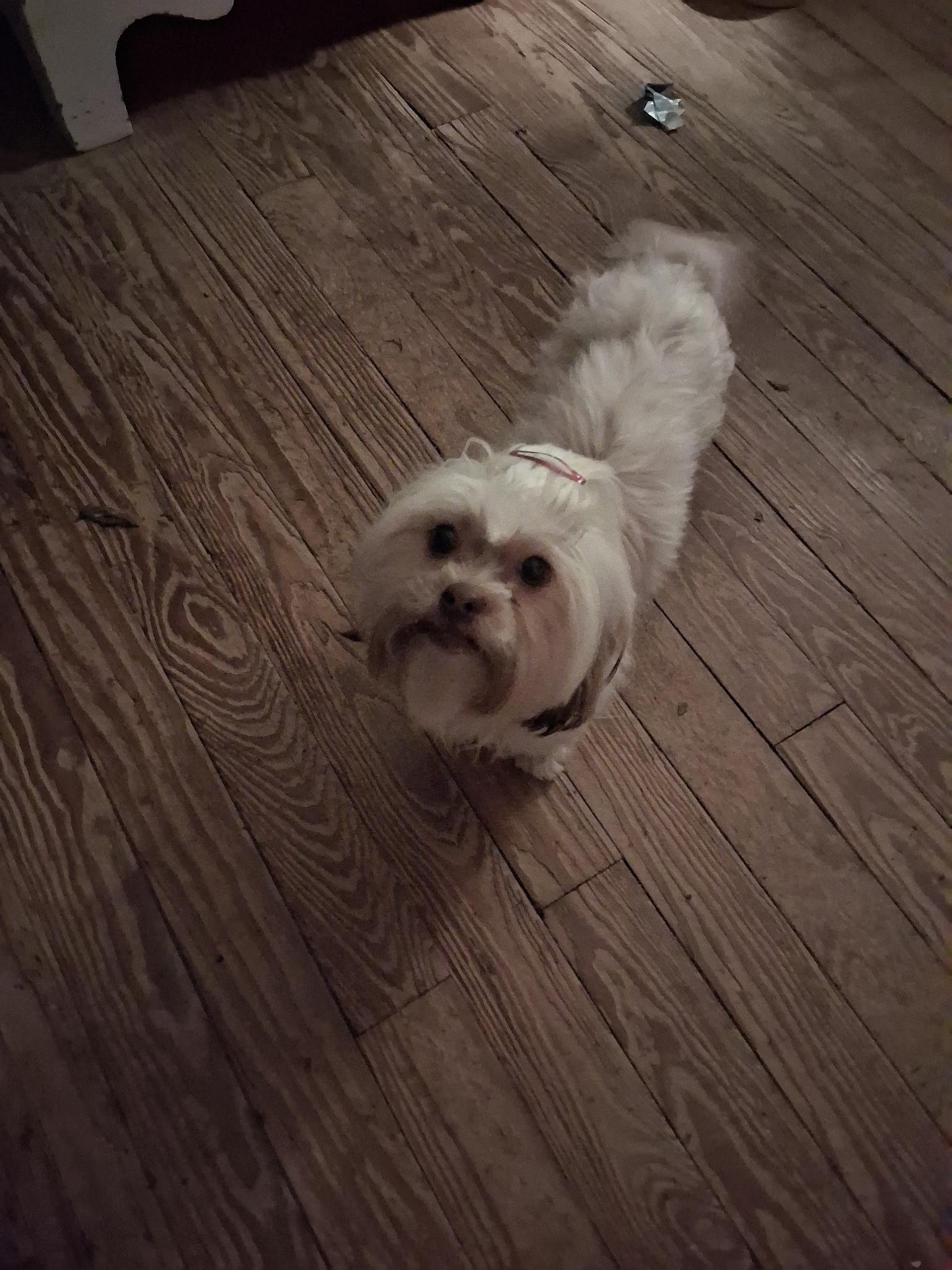 Enlarge Maple Rose, an adopted Shih Tzu in Dayton, OH image 1/4