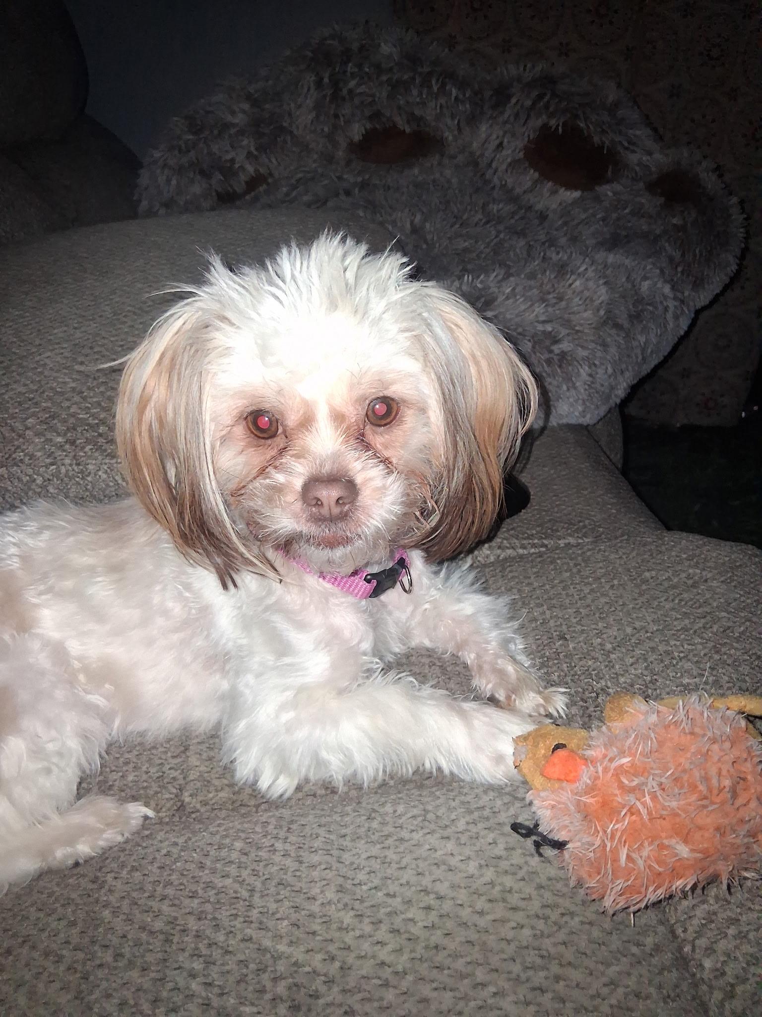 Enlarge Maple Rose, an adopted Shih Tzu in Dayton, OH image 2/4