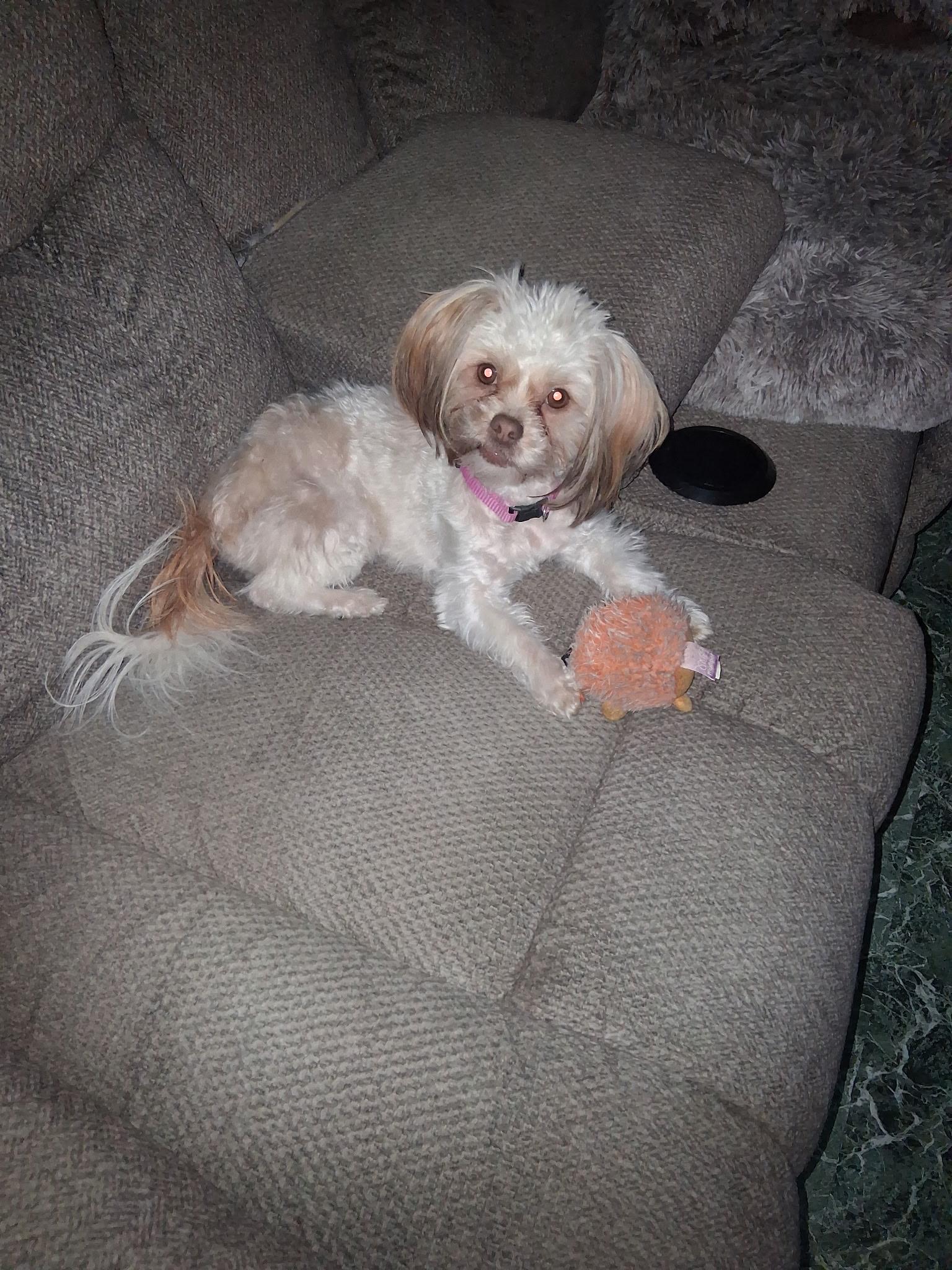 Enlarge Maple Rose, an adopted Shih Tzu in Dayton, OH image 3/4