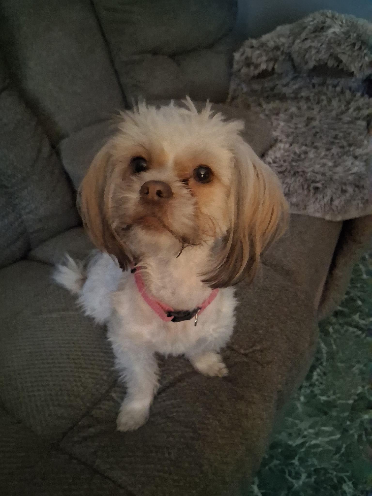 Enlarge Maple Rose, an adopted Shih Tzu in Dayton, OH image 4/4
