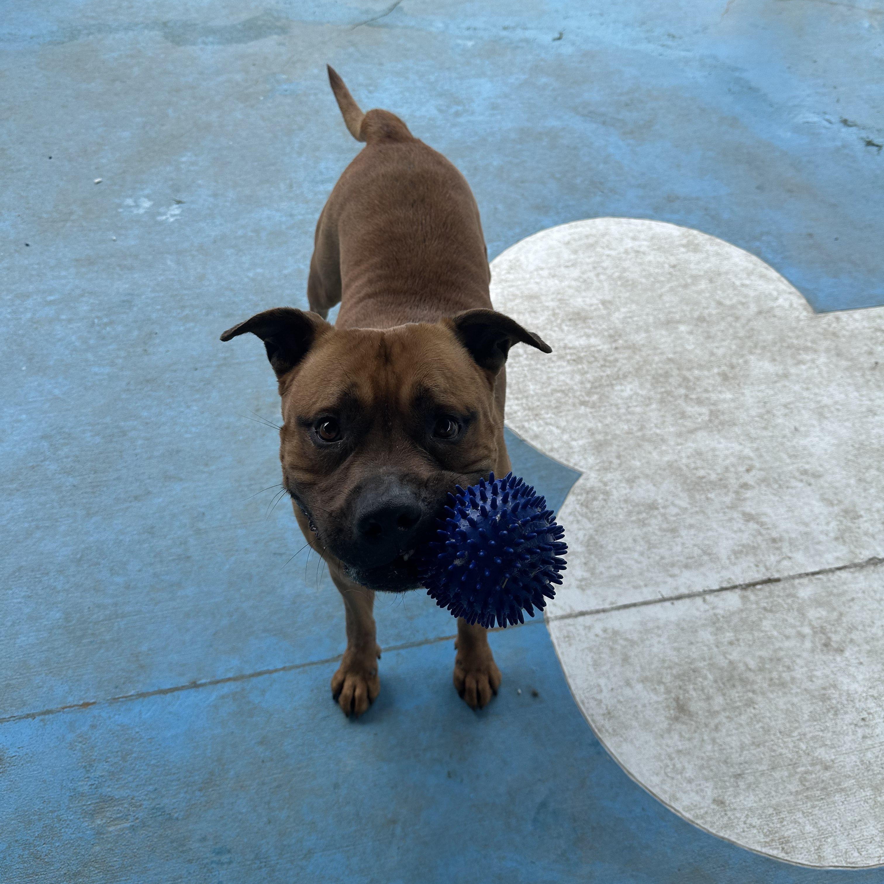 Gerber, a Adoptable mixed breed in Springfield, MO image 4/5