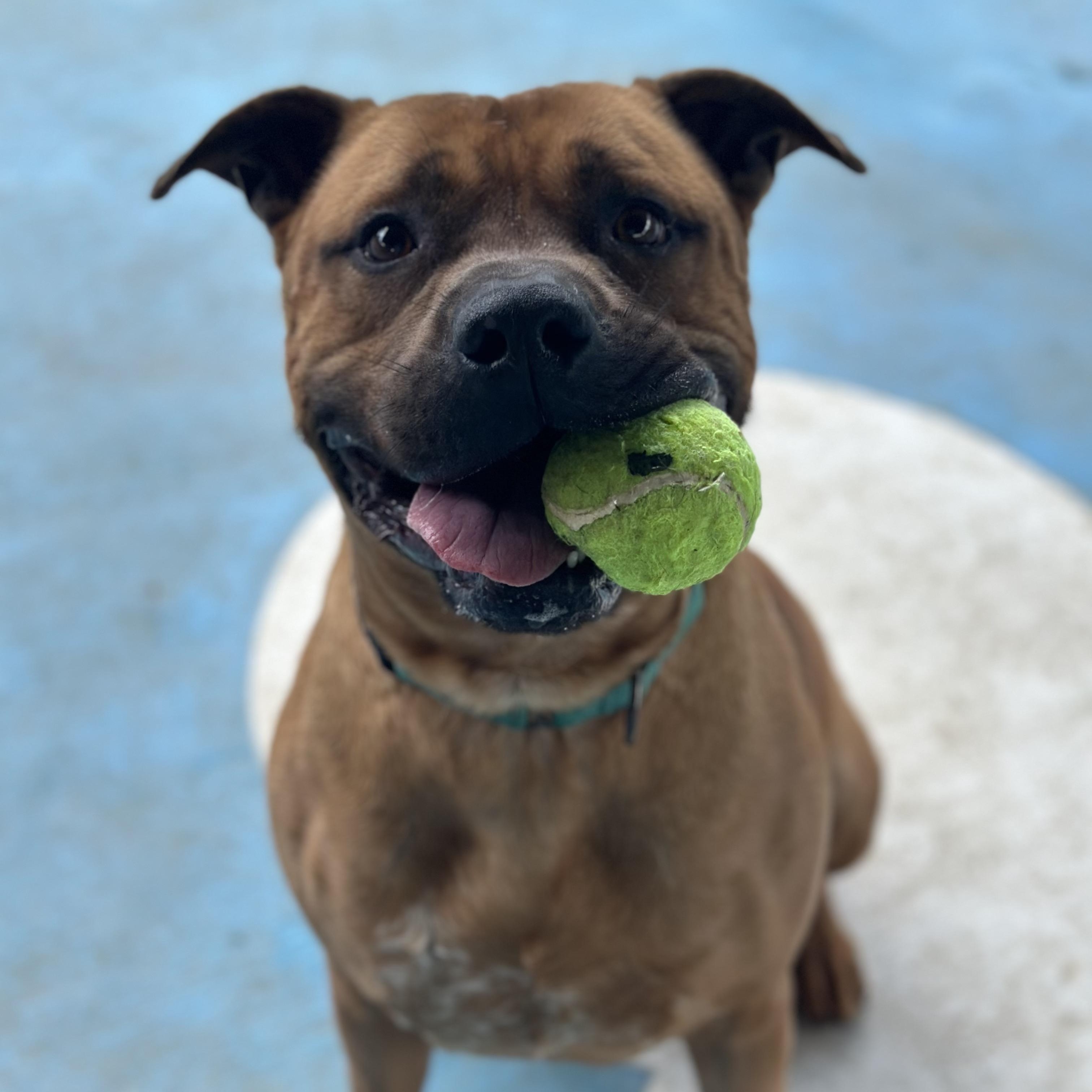 Gerber, Adult Male Pit Bull Terrier