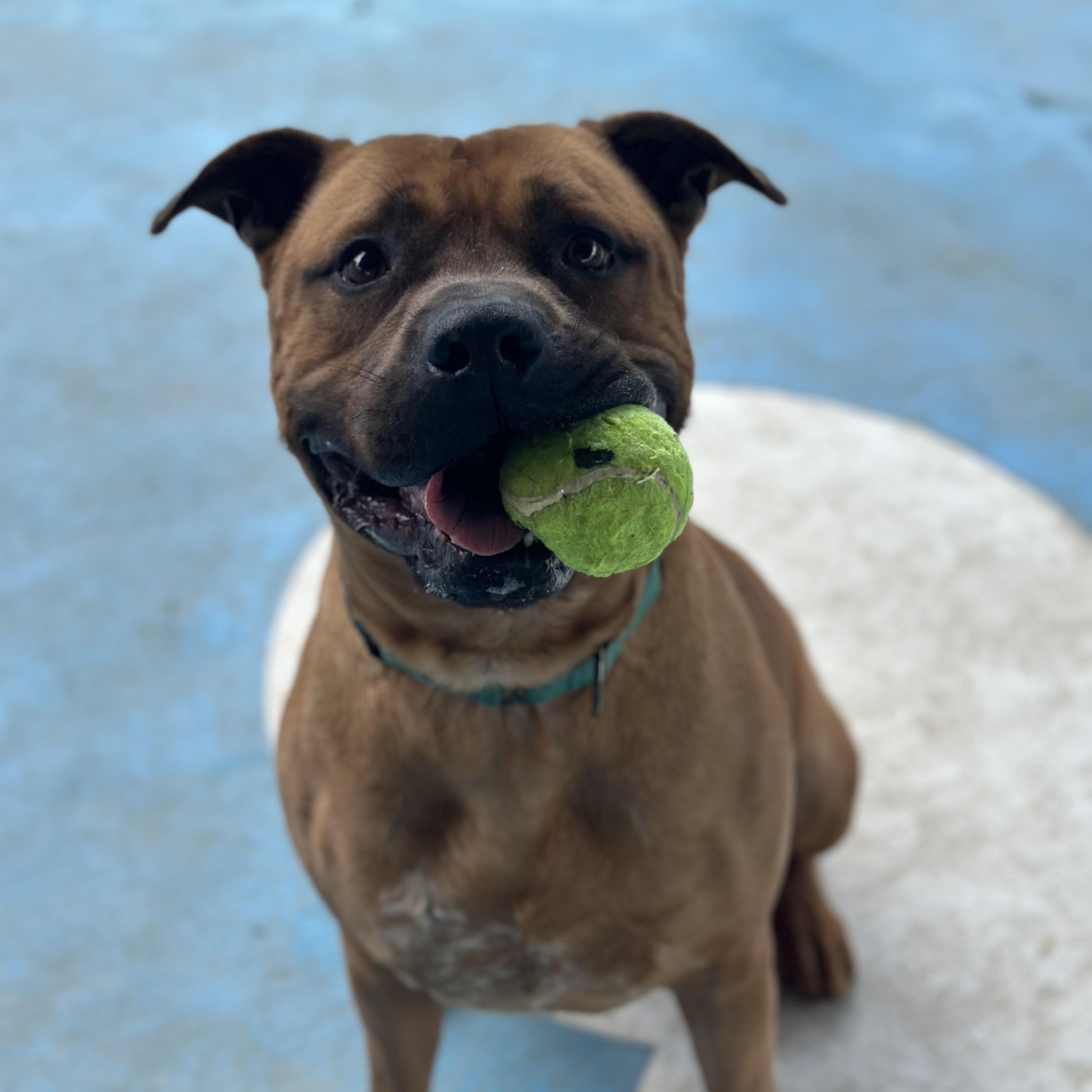 Gerber, a Adoptable mixed breed in Springfield, MO image 5/5