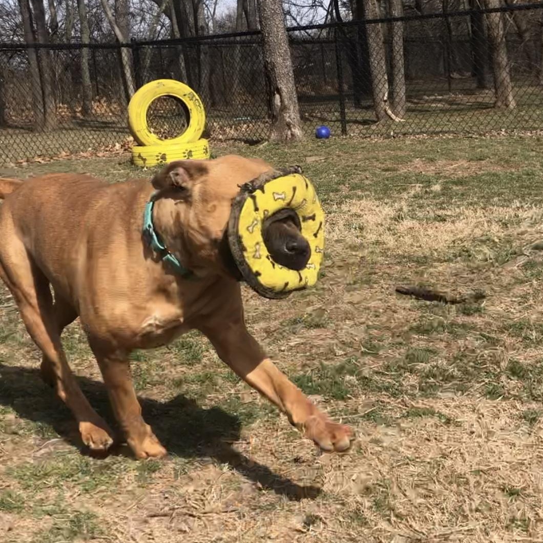 Gerber, a Adoptable mixed breed in Springfield, MO image 3/5