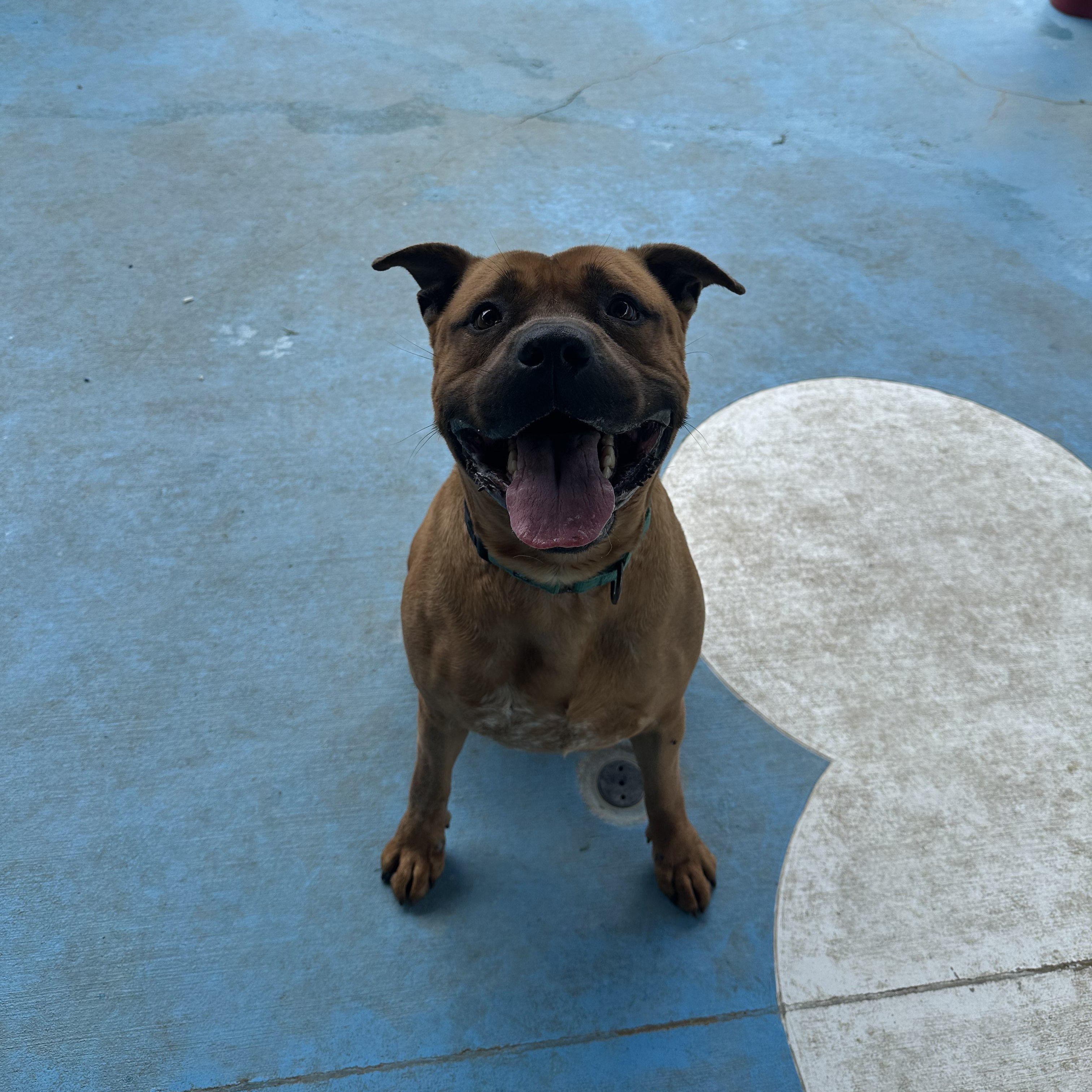 Gerber, a Adoptable mixed breed in Springfield, MO image 2/5