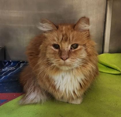 Sir Kittikiss, Adoptable, Adult Male Domestic Long Hair & Domestic Short Hair.