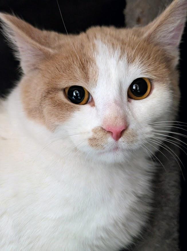 Crumpet, a ADOPTABLE mixed breed in Waupun, WI image 4/4