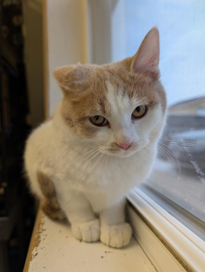 Crumpet, a ADOPTABLE mixed breed in Waupun, WI image 3/4