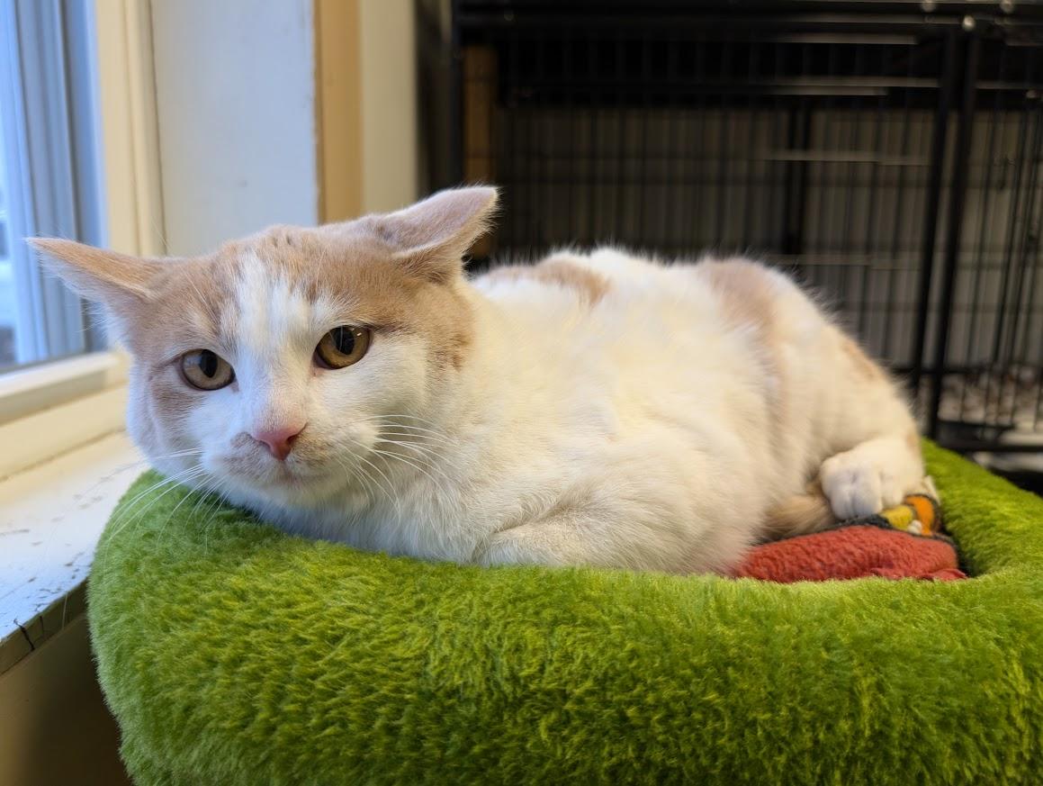 Crumpet, a ADOPTABLE mixed breed in Waupun, WI image 2/4