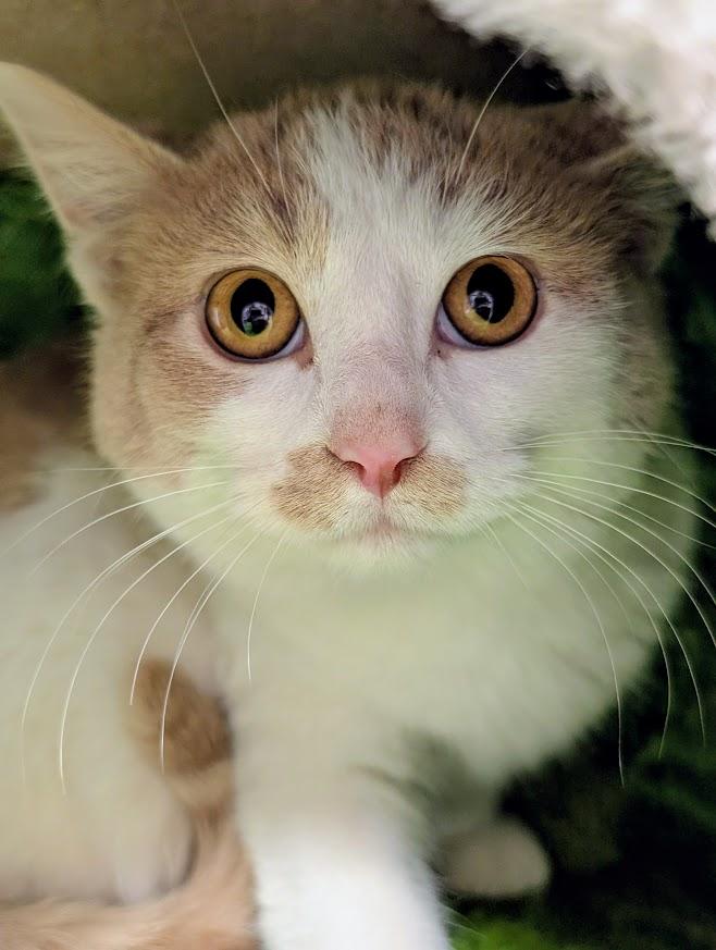 Crumpet, ADOPTABLE, Young Male Domestic Short Hair.