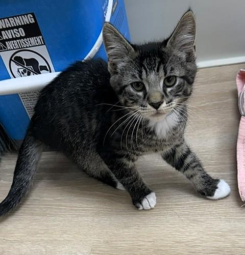 Pets for adoption from Kitten Krazy Inc. | Petfinder