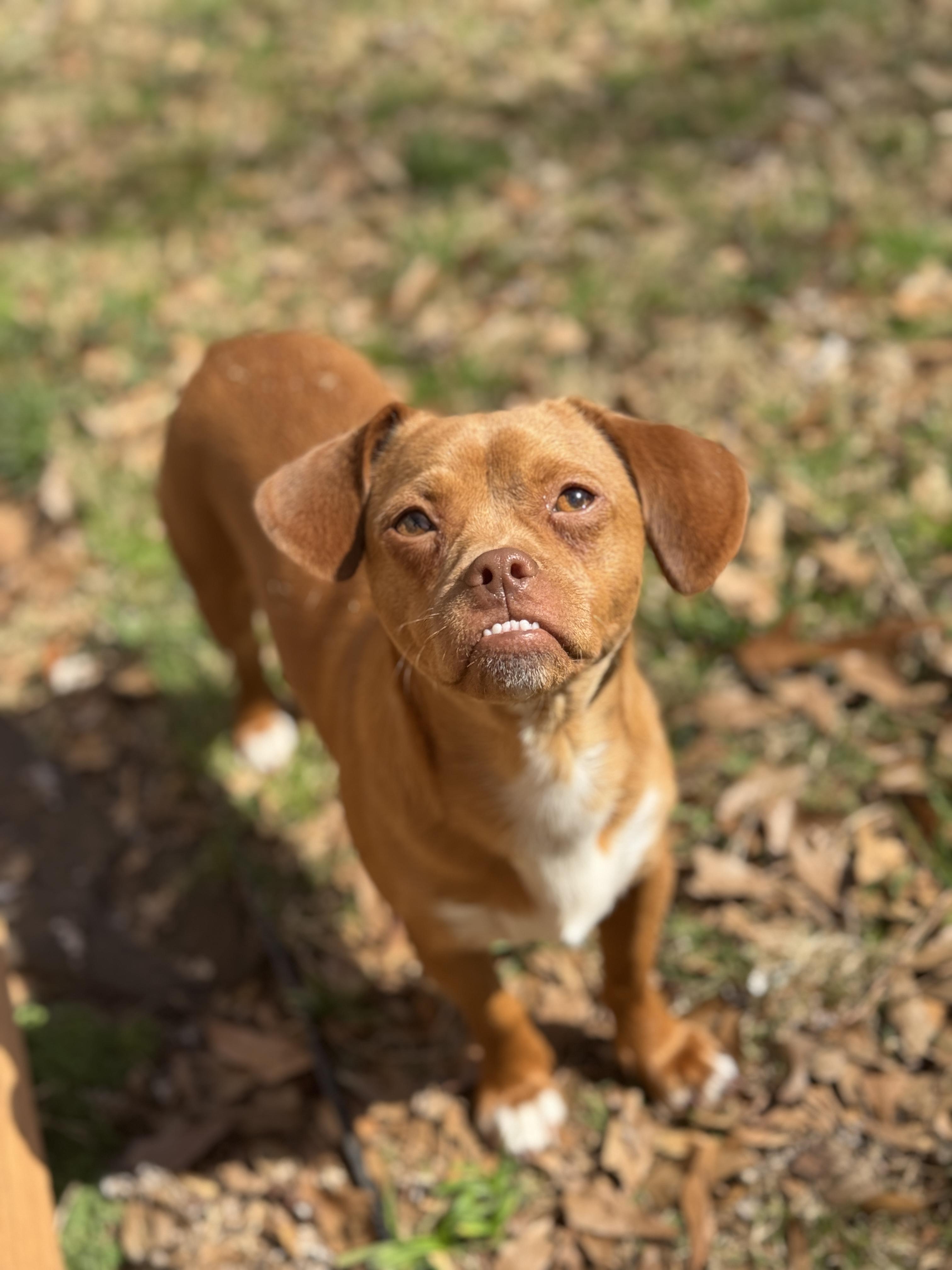 Preston, a Adoptable mixed breed in Atlanta, GA image 1/6
