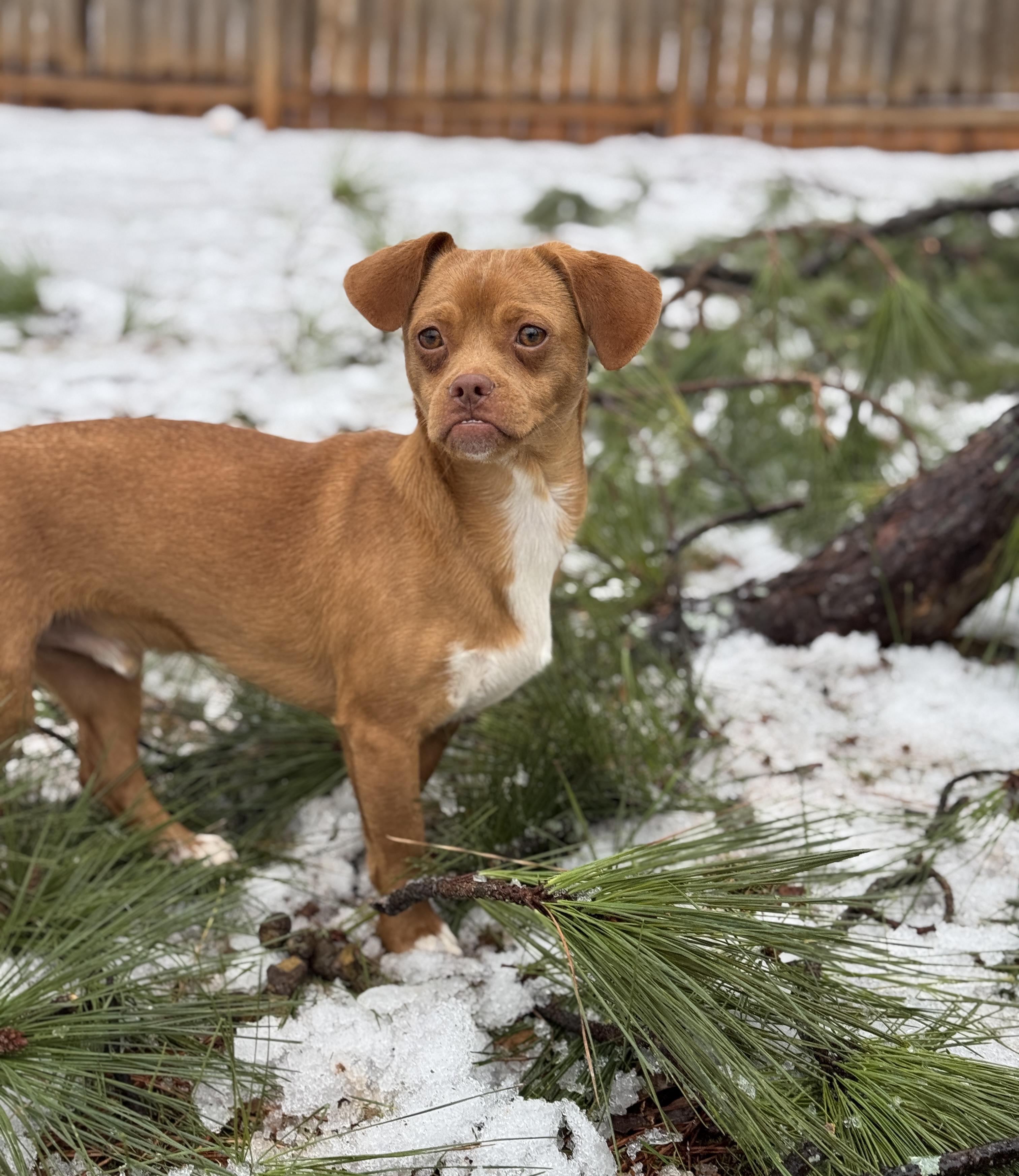 Preston, a Adoptable mixed breed in Atlanta, GA image 3/6