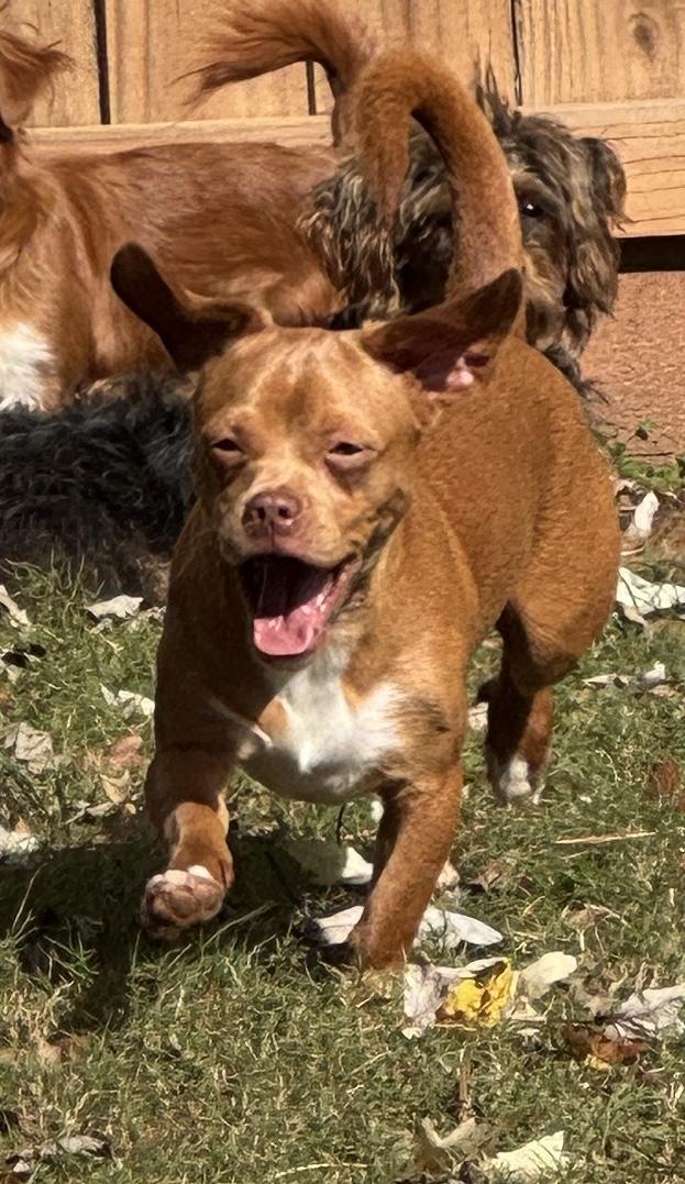 Preston, a Adoptable mixed breed in Atlanta, GA image 5/6