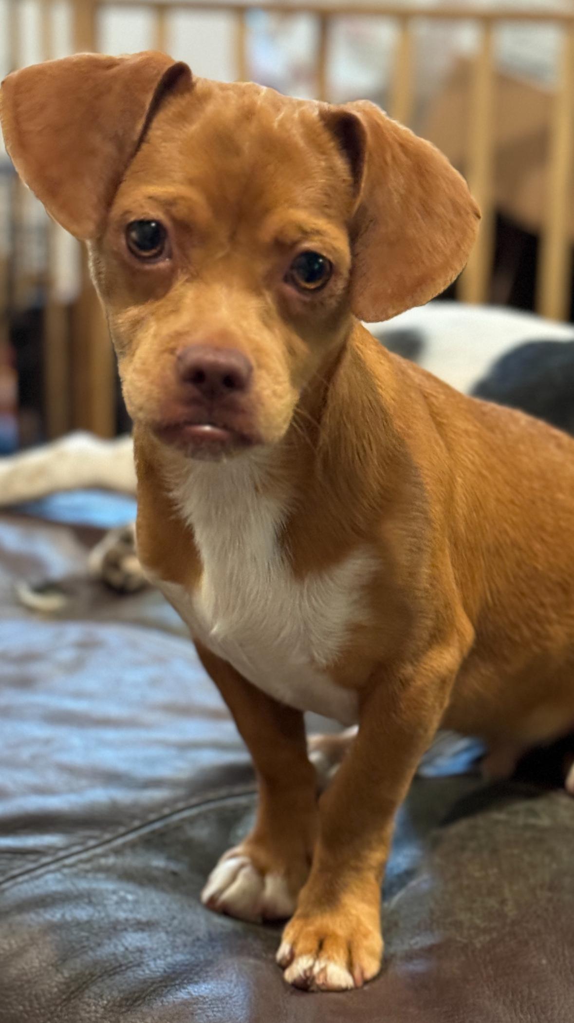 Preston, a Adoptable mixed breed in Atlanta, GA image 4/6