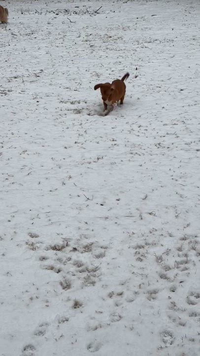 Enlarge Preston, a Adoptable mixed breed in Atlanta, GA video 6/6