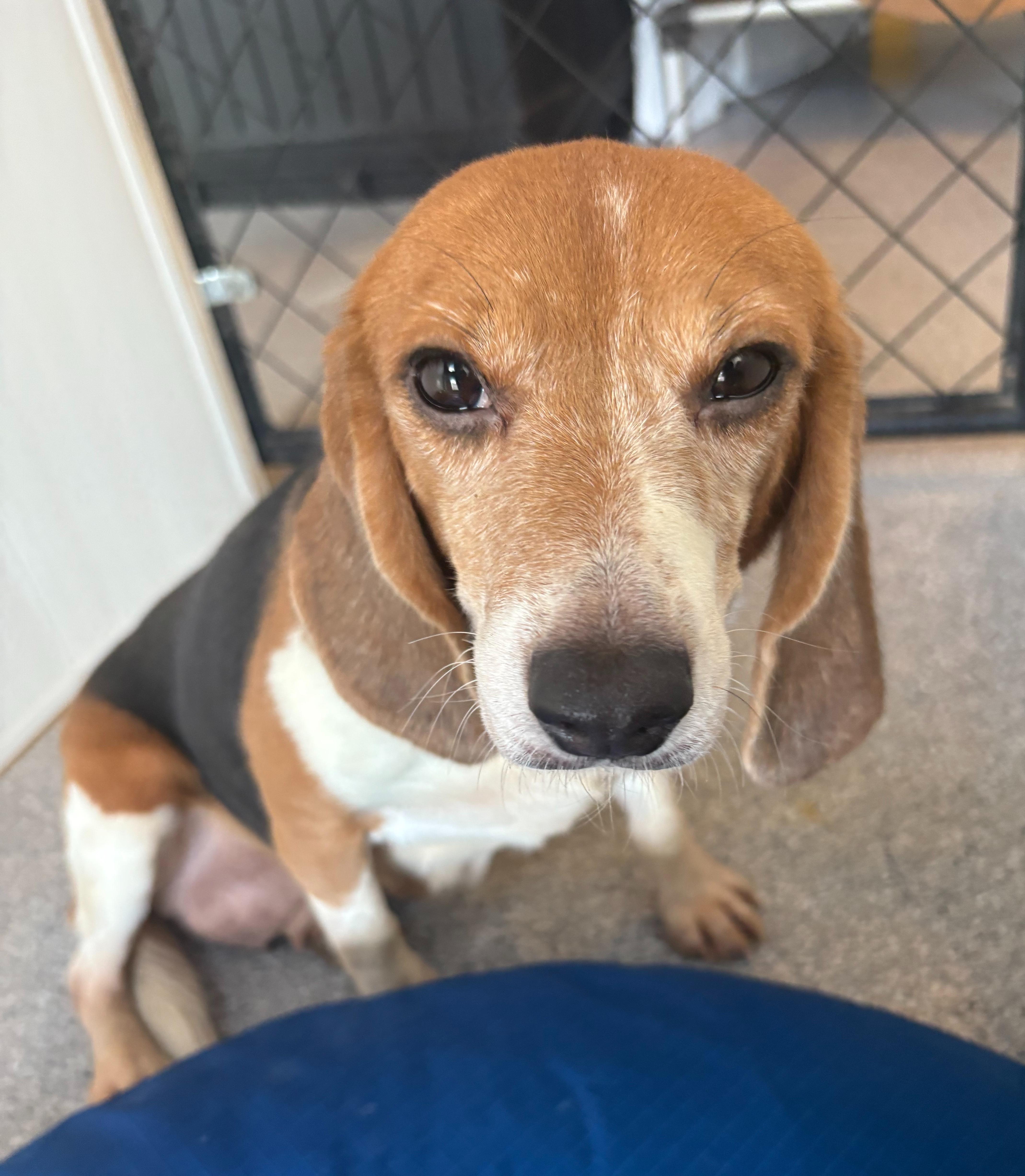 Darla, an adoptable Beagle in Hartville, WY, 82215 | Photo Image 1