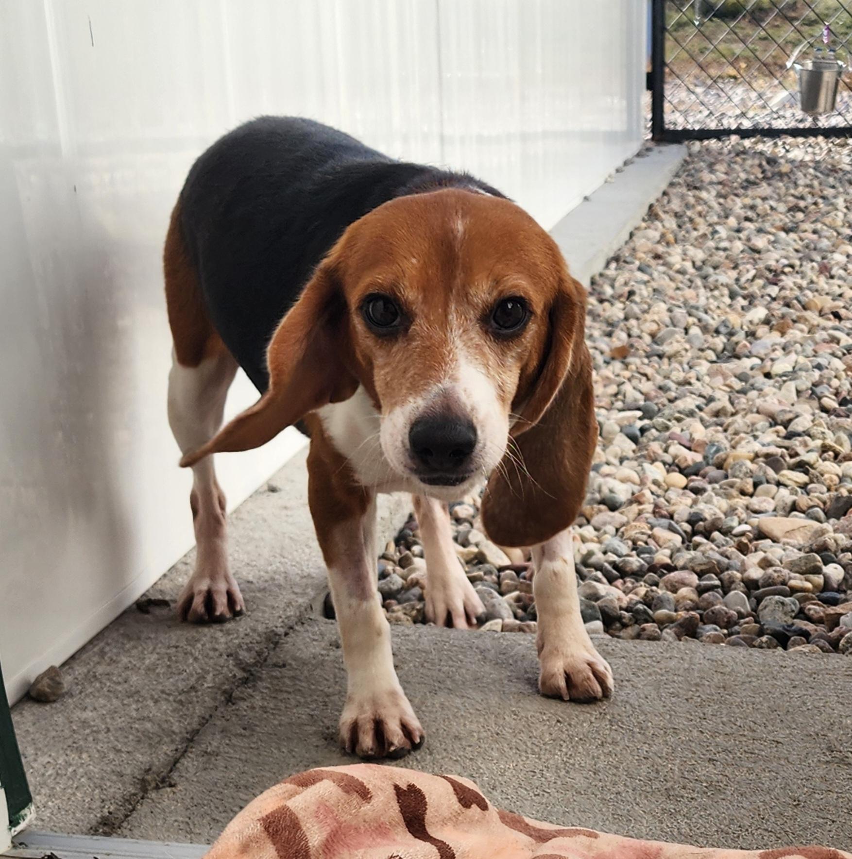 Darla, an adoptable Beagle in Hartville, WY, 82215 | Photo Image 2