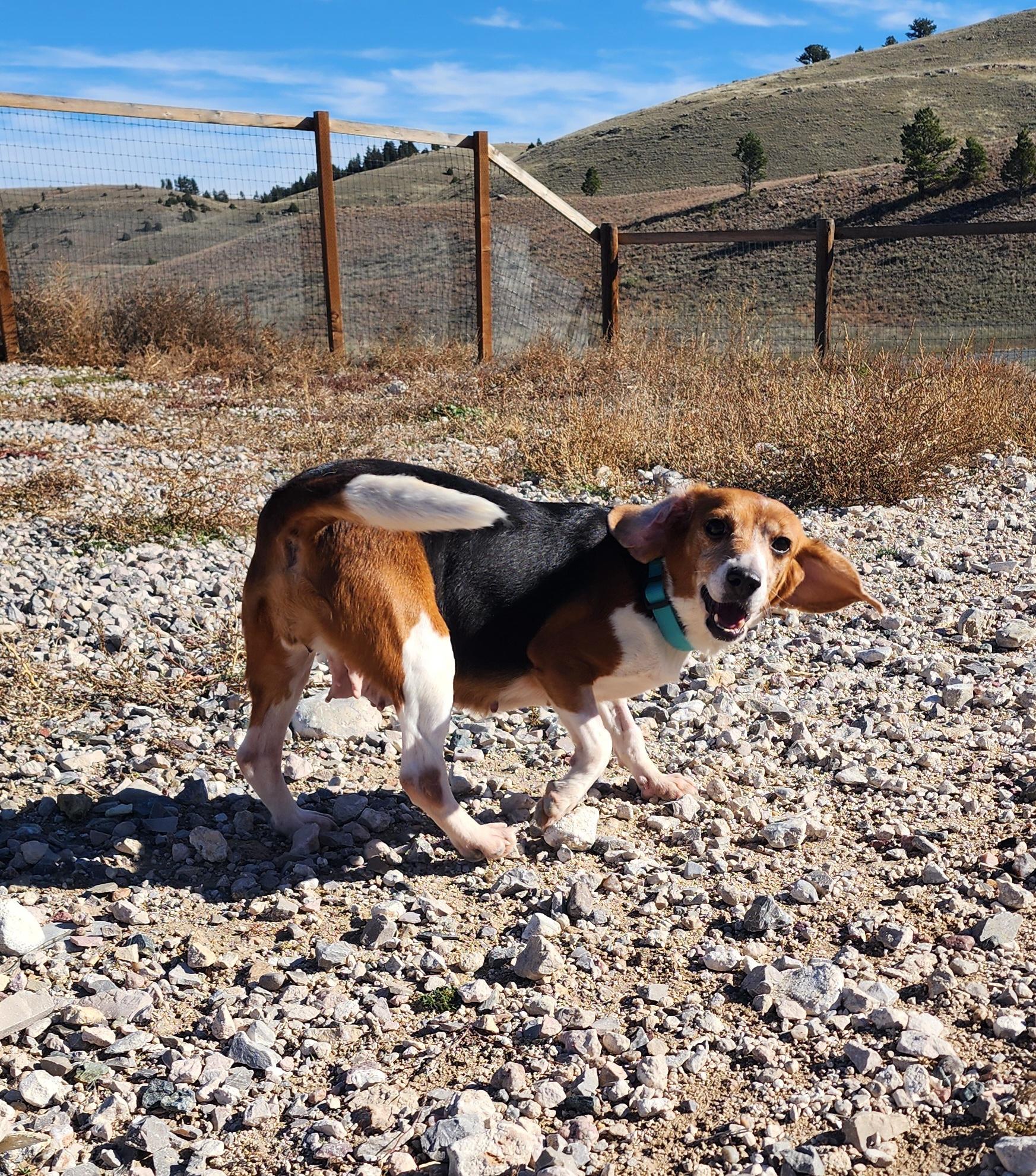 Darla, an adoptable Beagle in Hartville, WY, 82215 | Photo Image 3