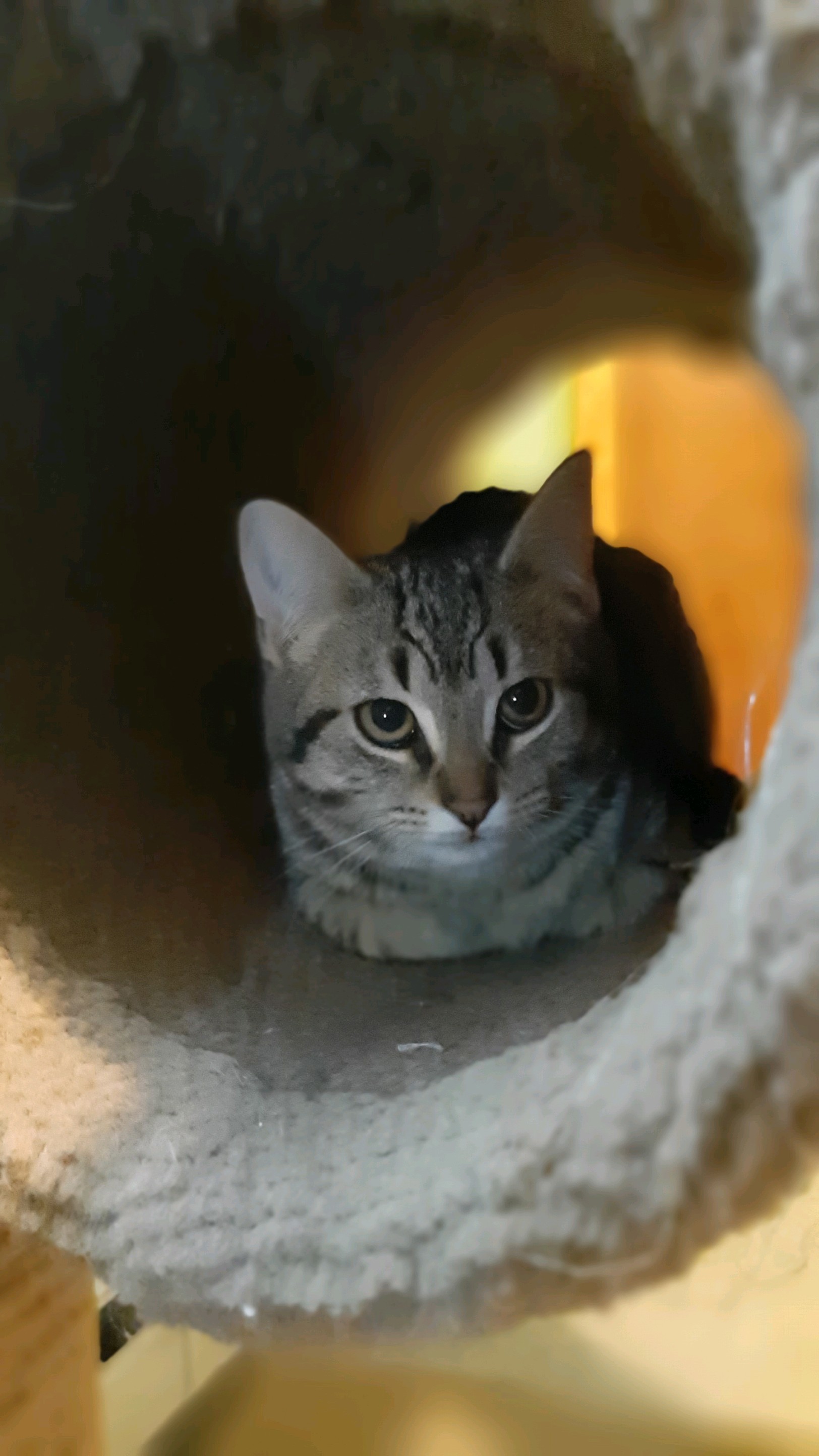 Ernie