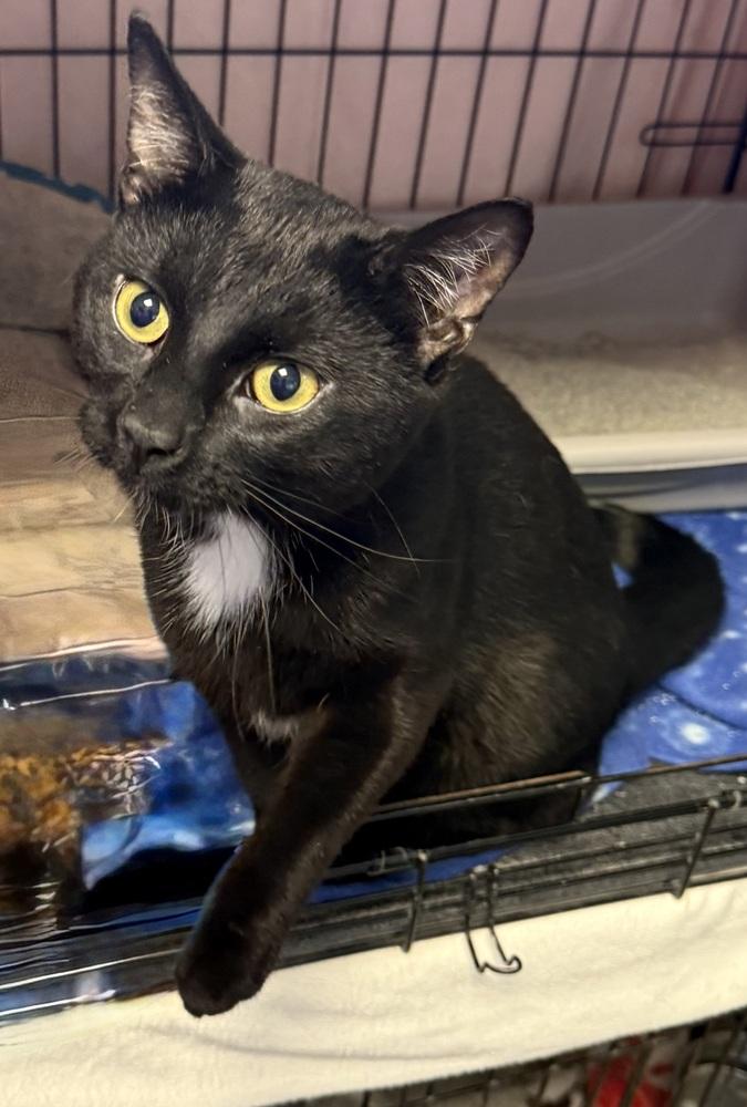 AC Ash, Adoptable, Adult Male Domestic Short Hair.