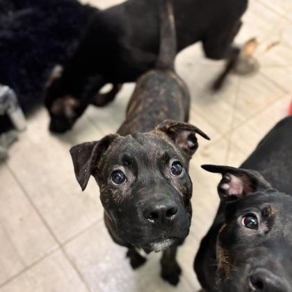 Soup Boy, Adoptable, Young Male Pit Bull Terrier & Mixed Breed.