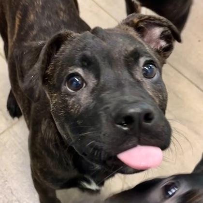 Soup Boy, a Adoptable mixed breed in San Francisco, CA image 2/3