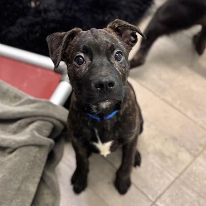 Soup Boy, a Adoptable mixed breed in San Francisco, CA image 3/3