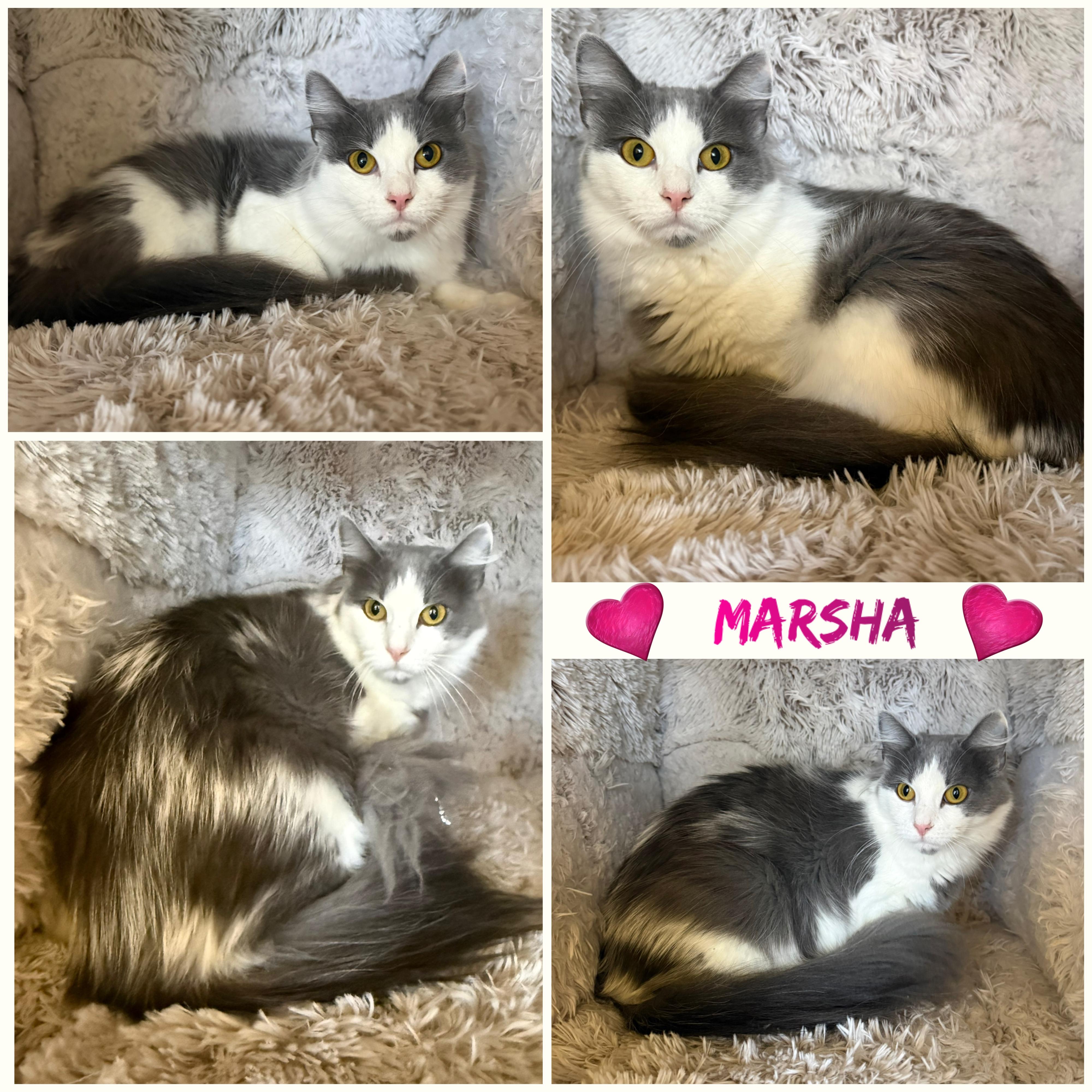 Marsha, ADOPTABLE, Young Female Domestic Long Hair.