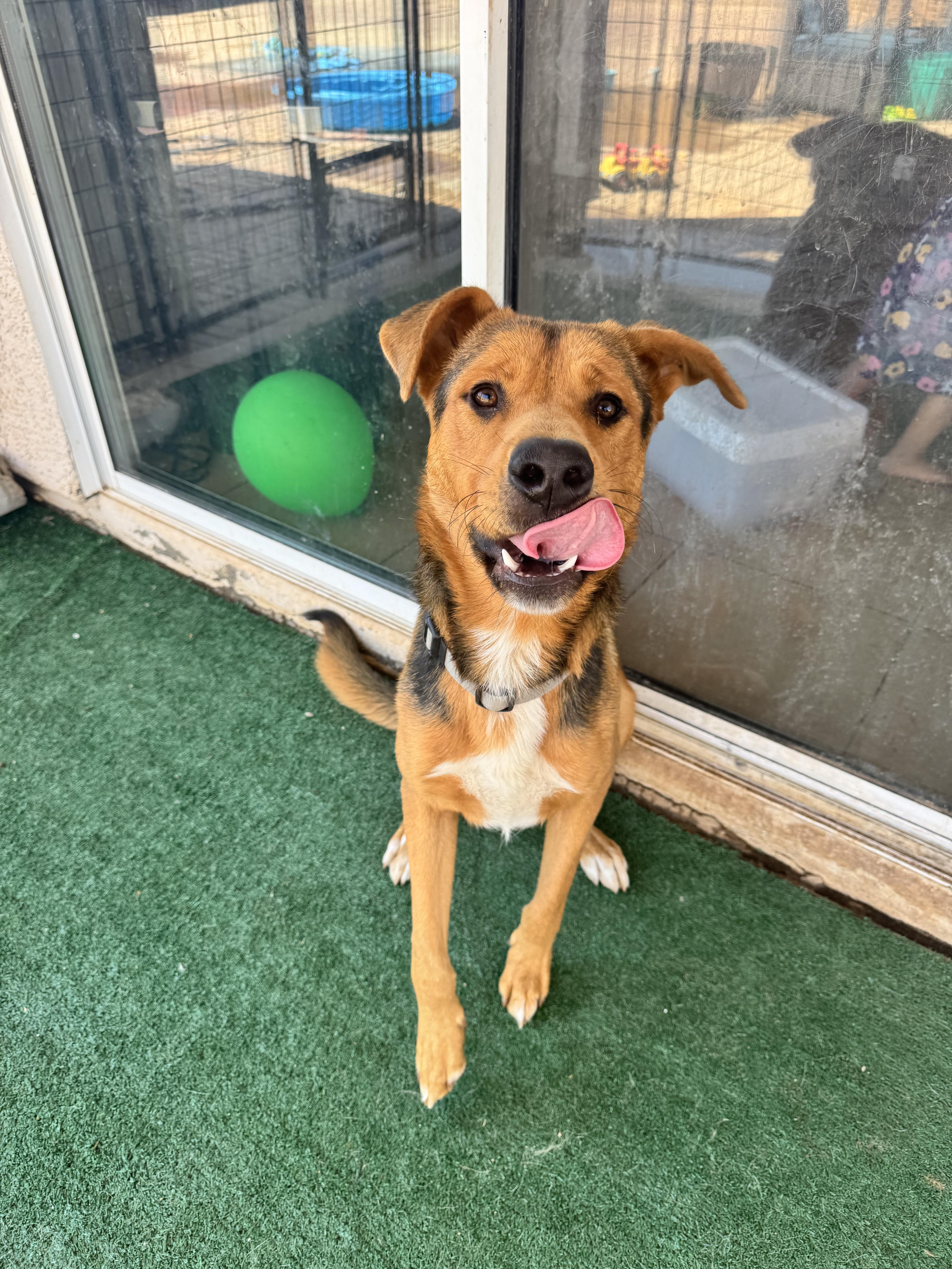 Enlarge Tank, a Adoptable mixed breed in San Tan Valley, AZ image 1/4