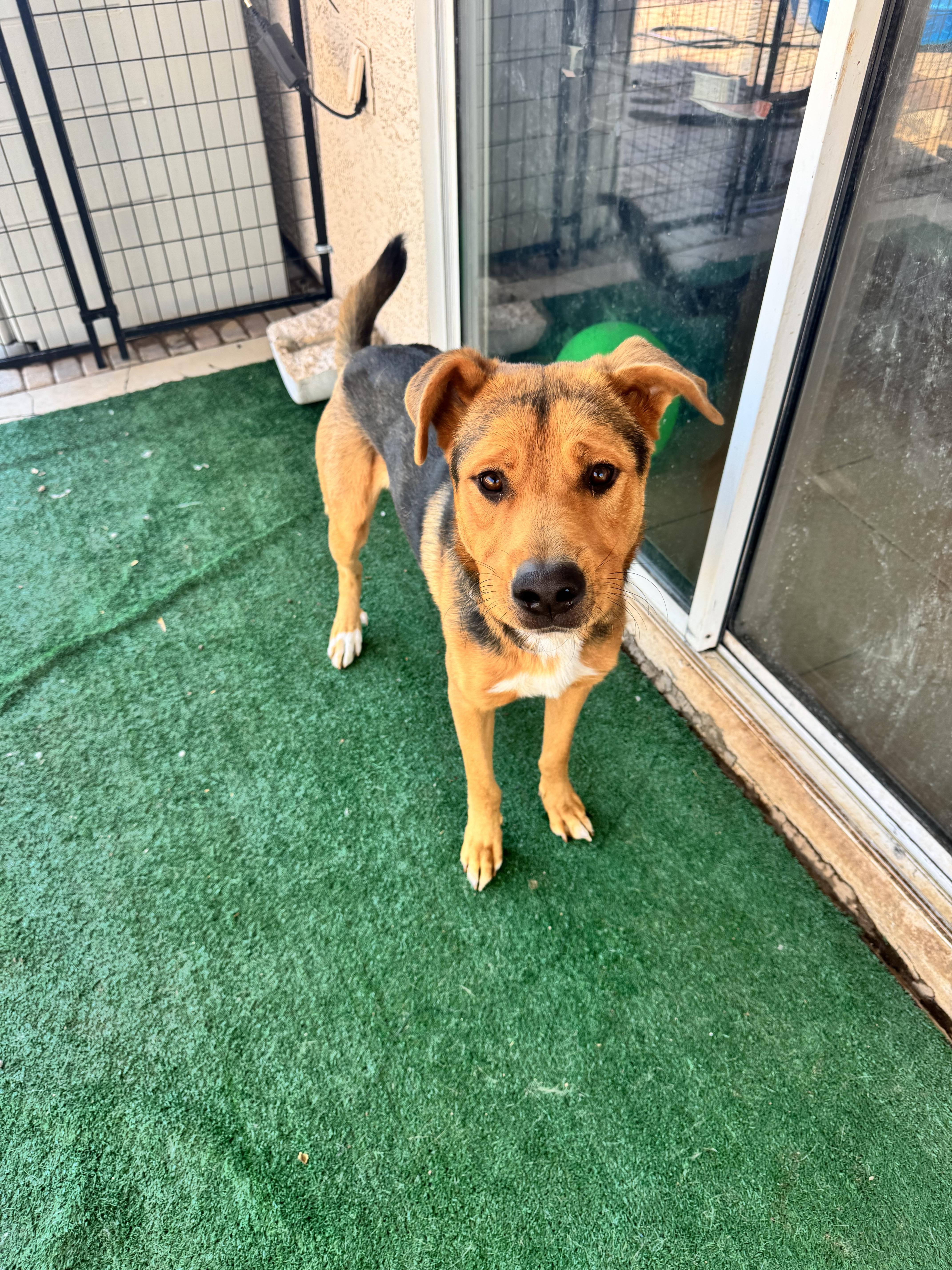 Enlarge Tank, a Adoptable mixed breed in San Tan Valley, AZ image 4/4