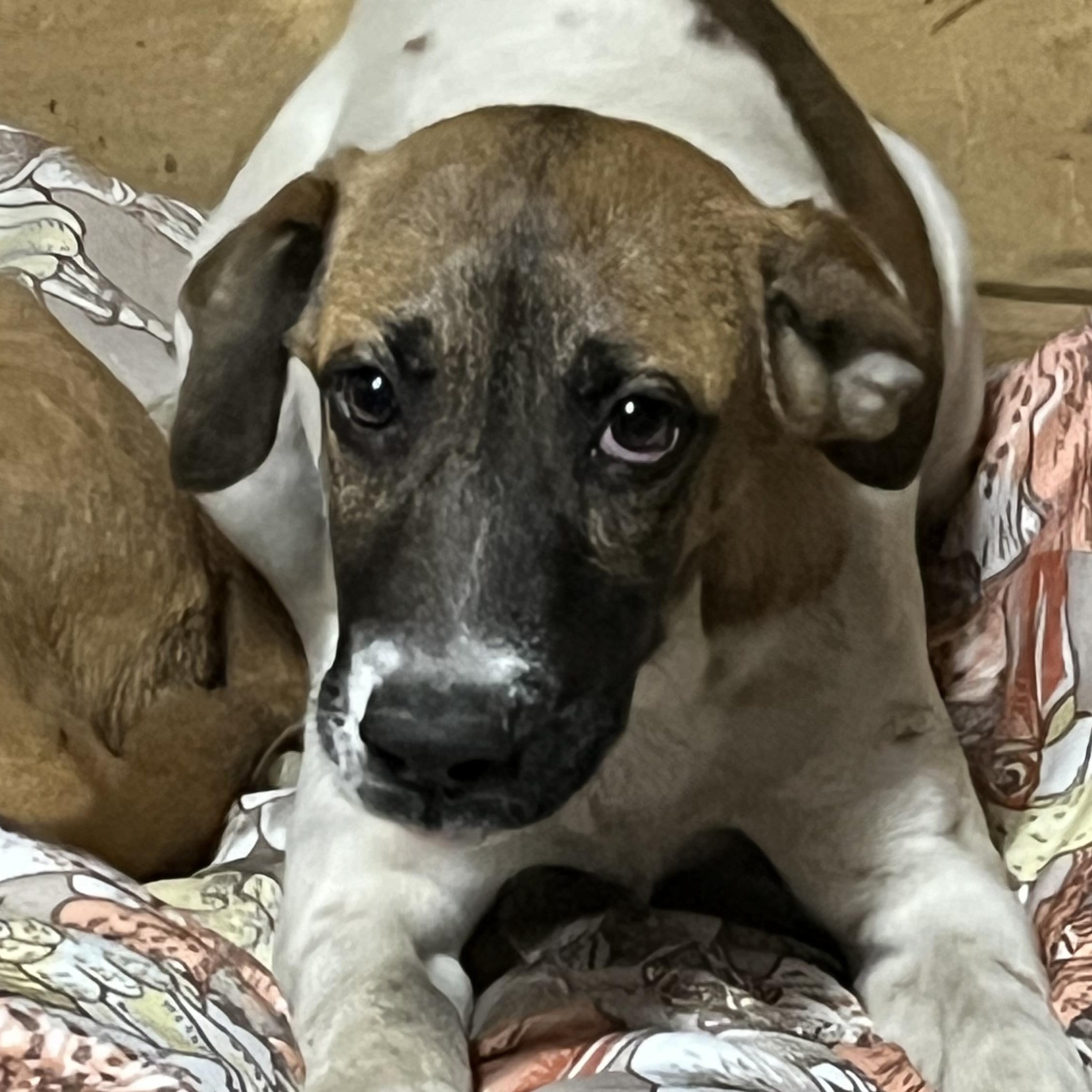 Josephine, a Adoptable mixed breed in Portland, ME image 2/4