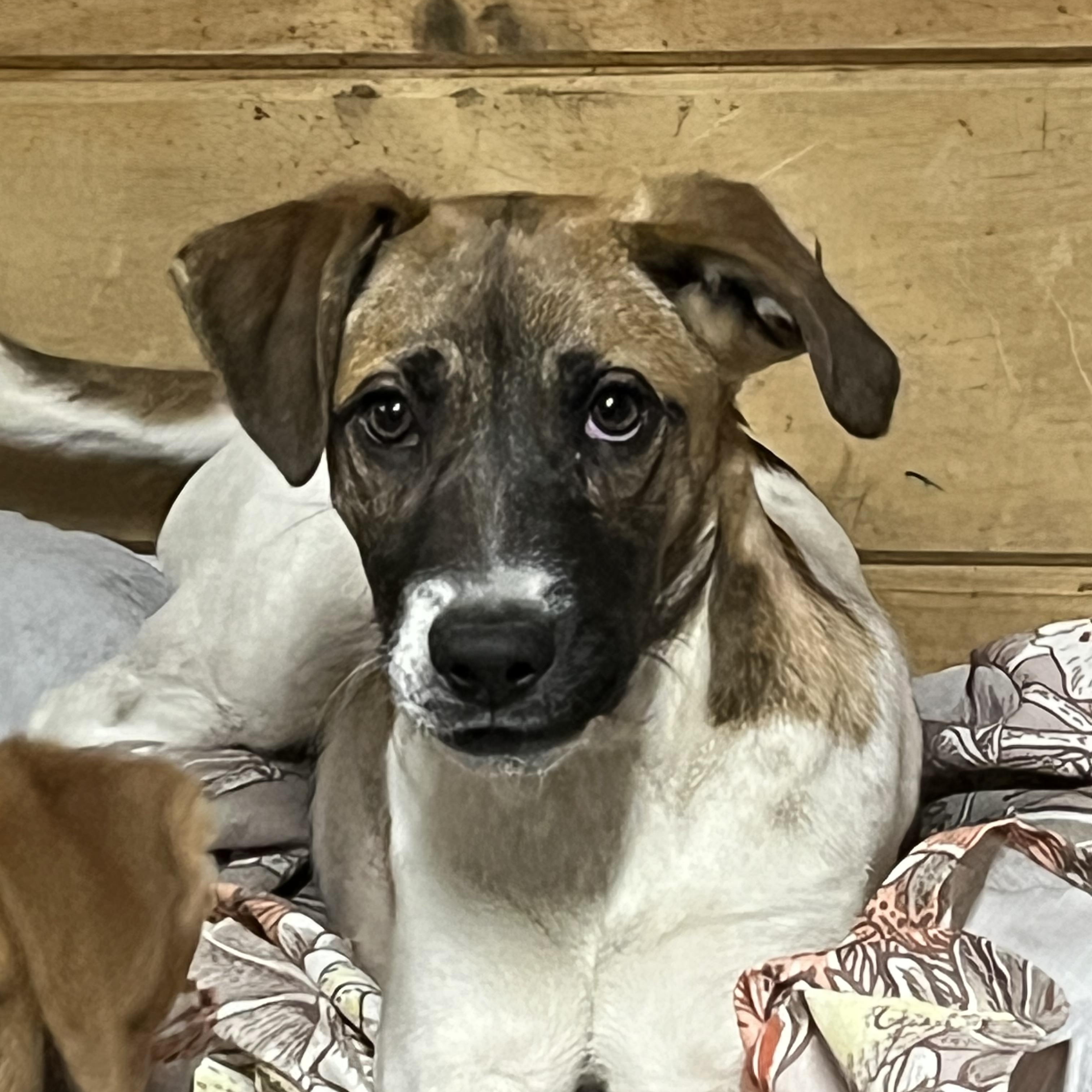 Josephine, a Adoptable mixed breed in Portland, ME image 3/4