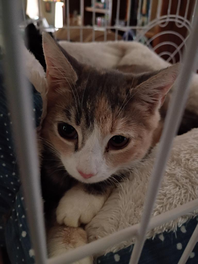 Enlarge Angel, a Adopted Calico in LIberty, NY image 1/1