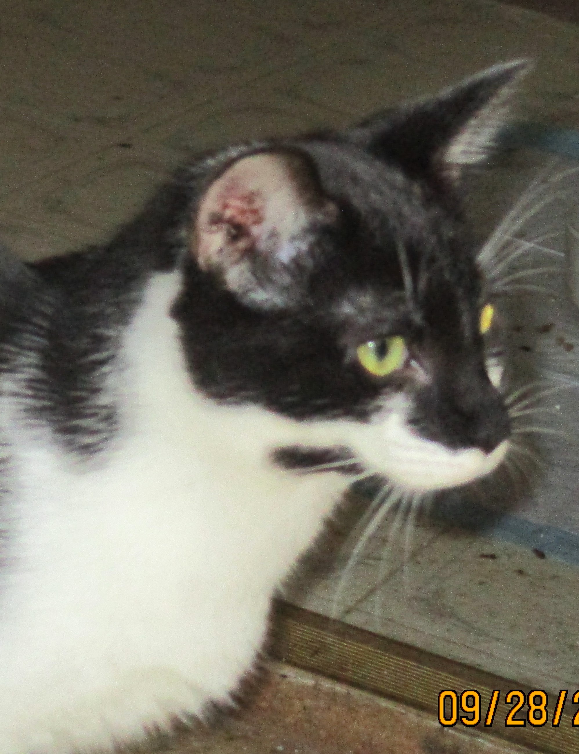 Enlarge DUDETTE, a Adoptable Domestic Short Hair in Troutman, NC image 3/5