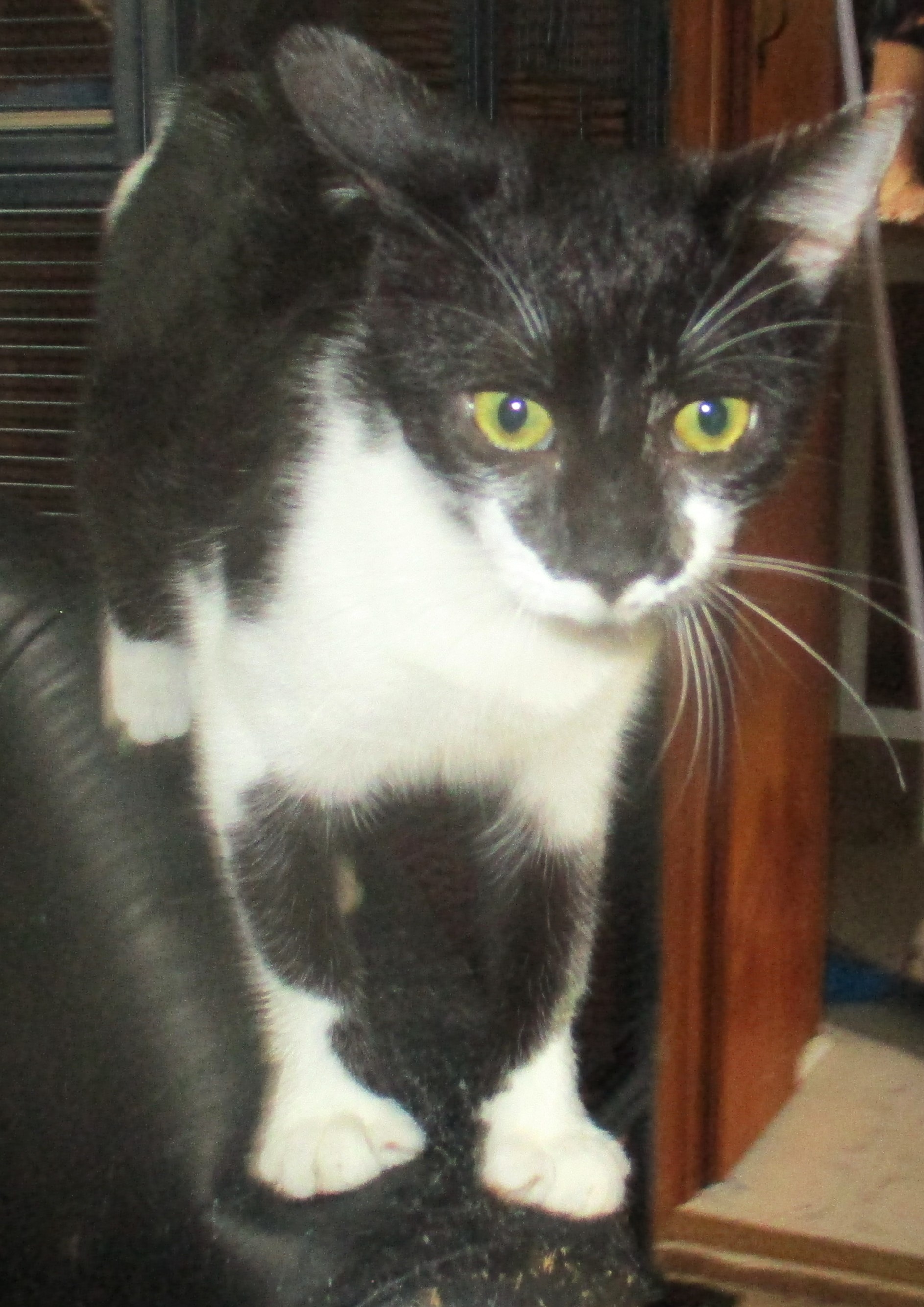 Enlarge DUDETTE, a Adoptable Domestic Short Hair in Troutman, NC image 2/5