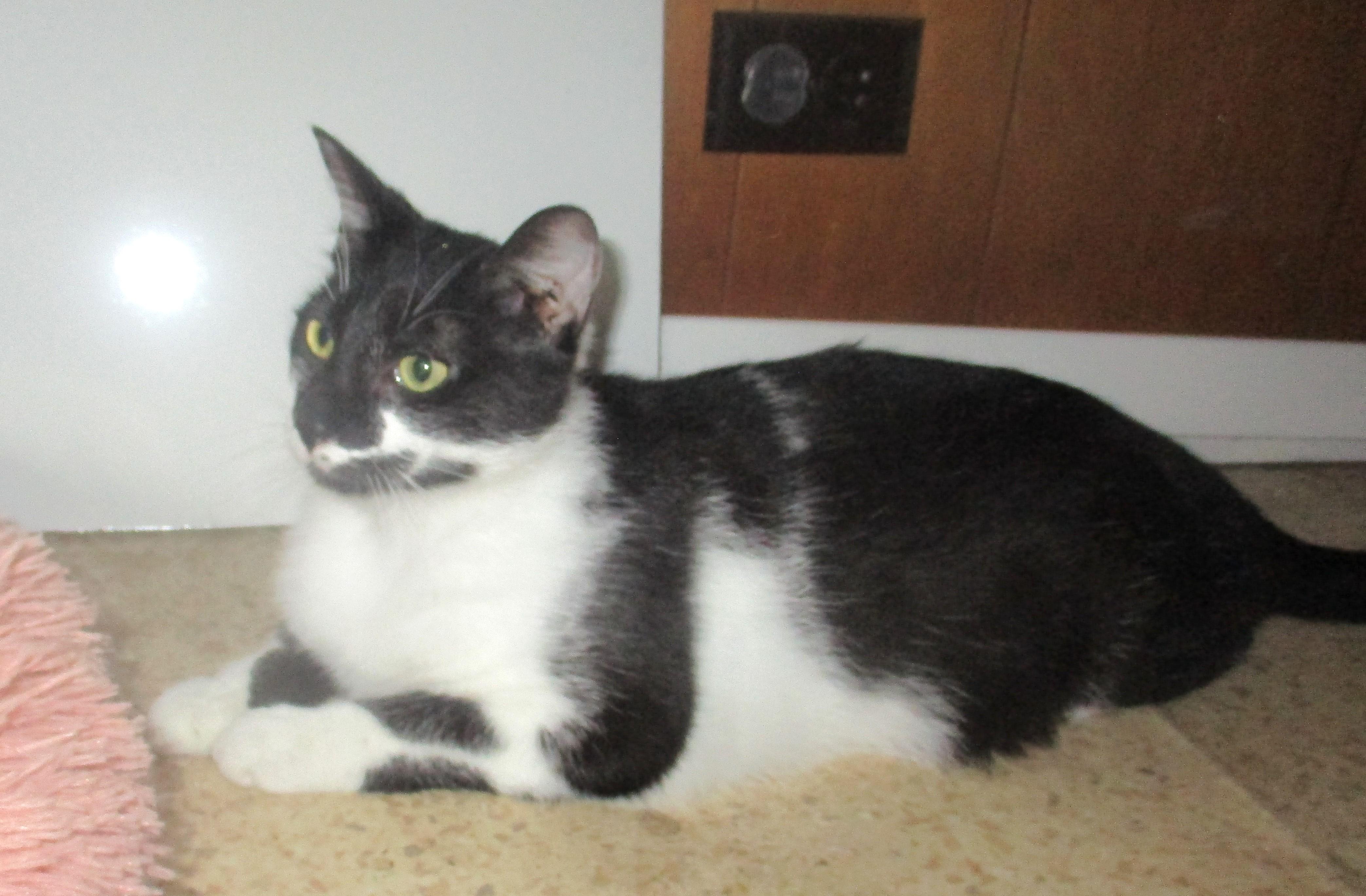 Dudette, Young Female Domestic Short Hair