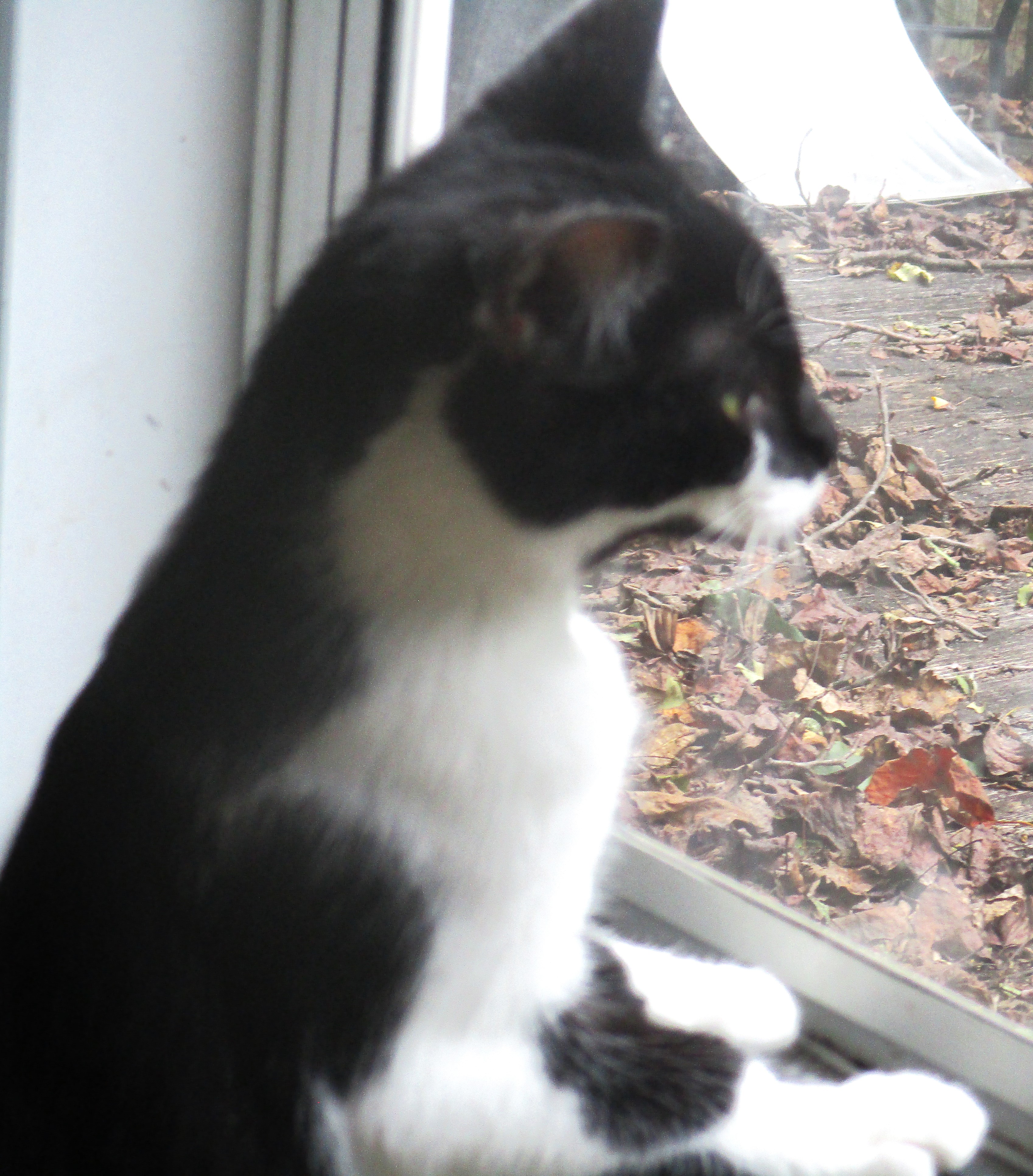 Dudette photo 2